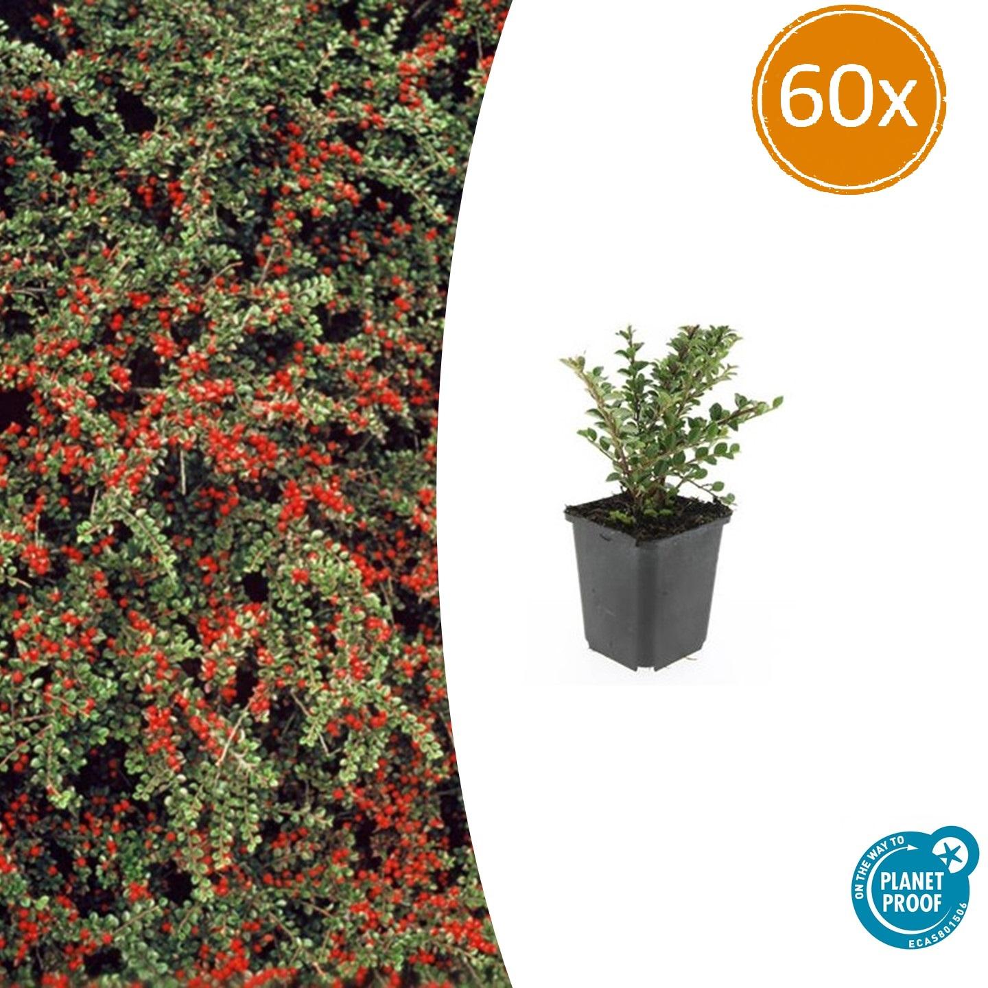 60x Cotoneaster horizontalis en pot Ø9cm  Hauteur 10cm. Plante verte type 60x Cotoneaster horizontalis, livrée en pot, idéale pour intérieur lumineux.