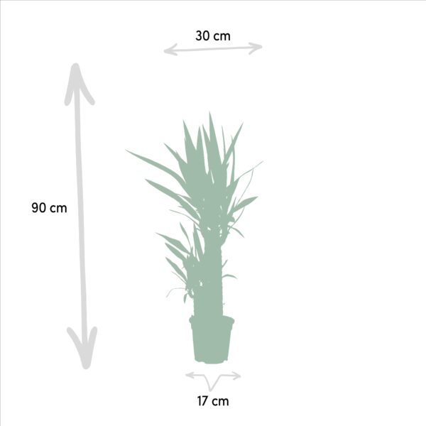 Yucca en pot Ø17cm  Hauteur 90cm. Plante verte type Yucca, livrée en pot, idéale pour intérieur lumineux. – Image 5