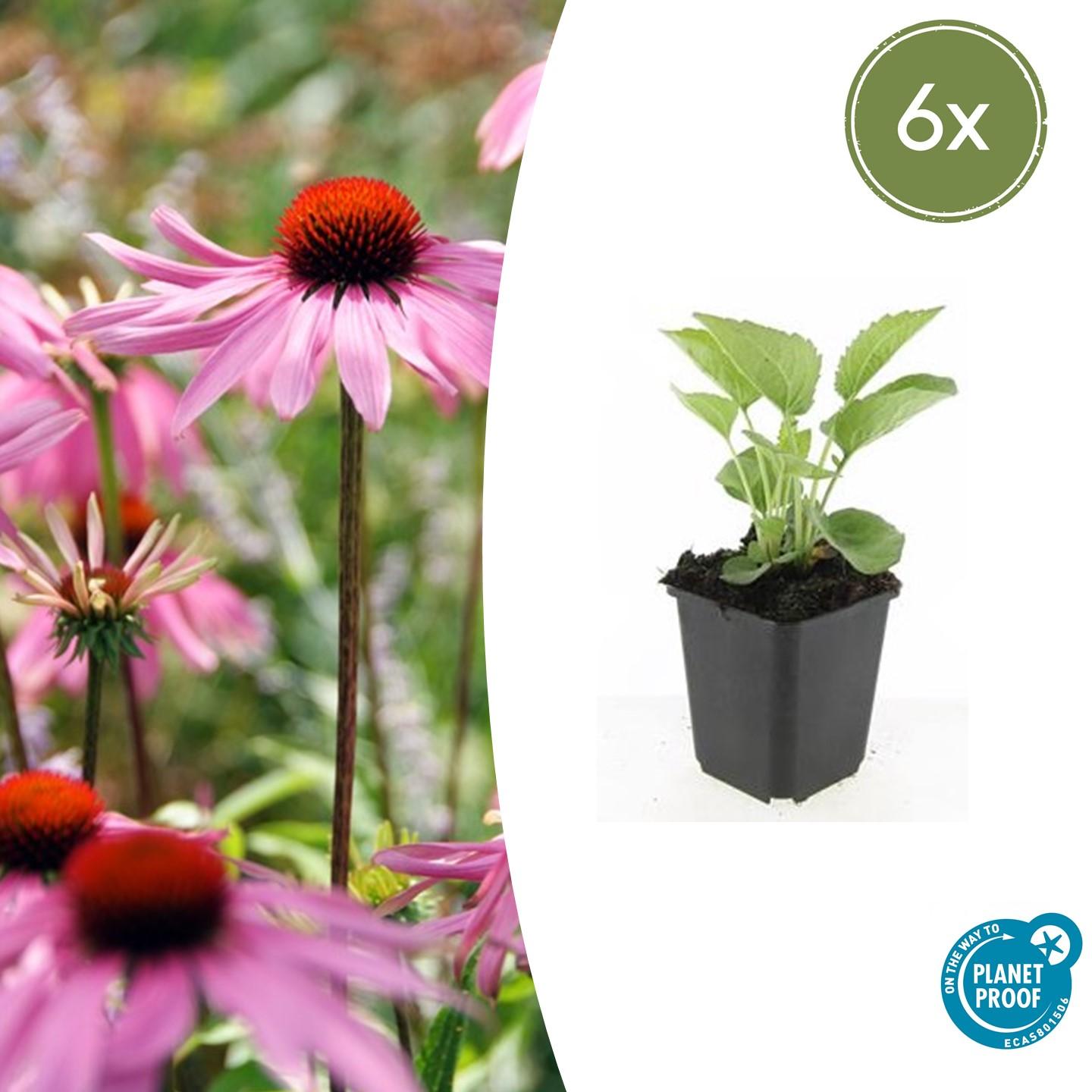 6x Echinacea p. 'Magnus' en pot Ø9cm  Hauteur 10cm. Plante verte type 6x Echinacea p. 'Magnus', livrée en pot, idéale pour intérieur lumineux.