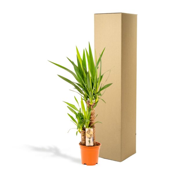Yucca en pot Ø17cm  Hauteur 90cm. Plante verte type Yucca, livrée en pot, idéale pour intérieur lumineux. – Image 6