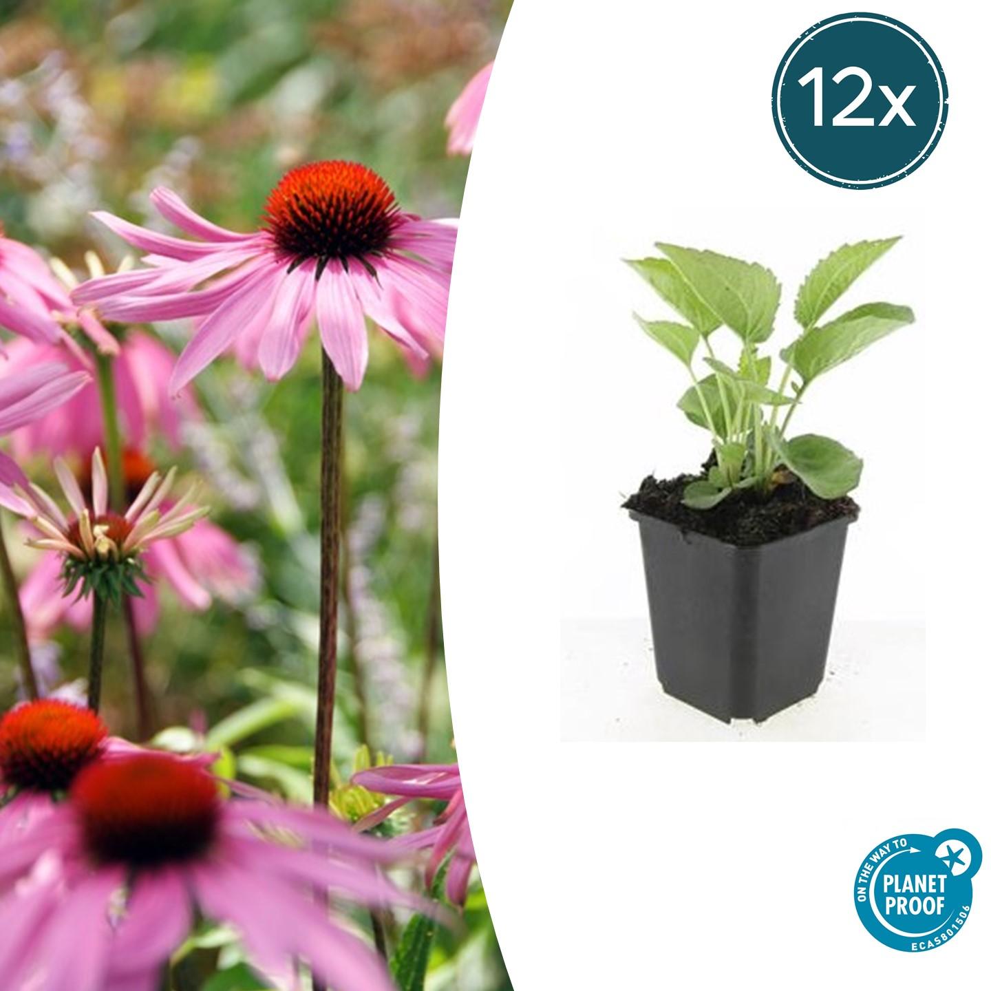 12x Echinacea p. 'Magnus' en pot Ø9cm  Hauteur 10cm. Plante verte type 12x Echinacea p. 'Magnus', livrée en pot, idéale pour intérieur lumineux.