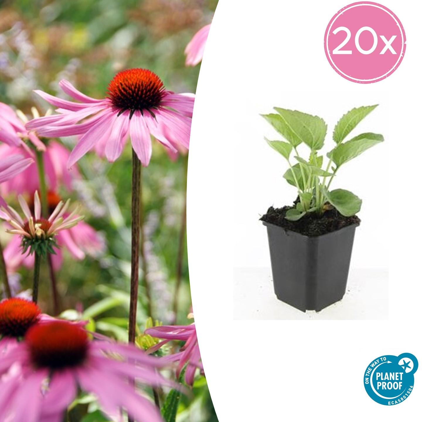 20x Echinacea p. 'Magnus' en pot Ø9cm  Hauteur 10cm. Plante verte type 20x Echinacea p. 'Magnus', livrée en pot, idéale pour intérieur lumineux.