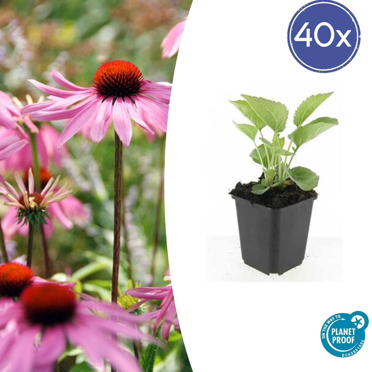 40x Echinacea p. 'Magnus' en pot Ø9cm  Hauteur 10cm. Plante verte type 40x Echinacea p. 'Magnus', livrée en pot, idéale pour intérieur lumineux.