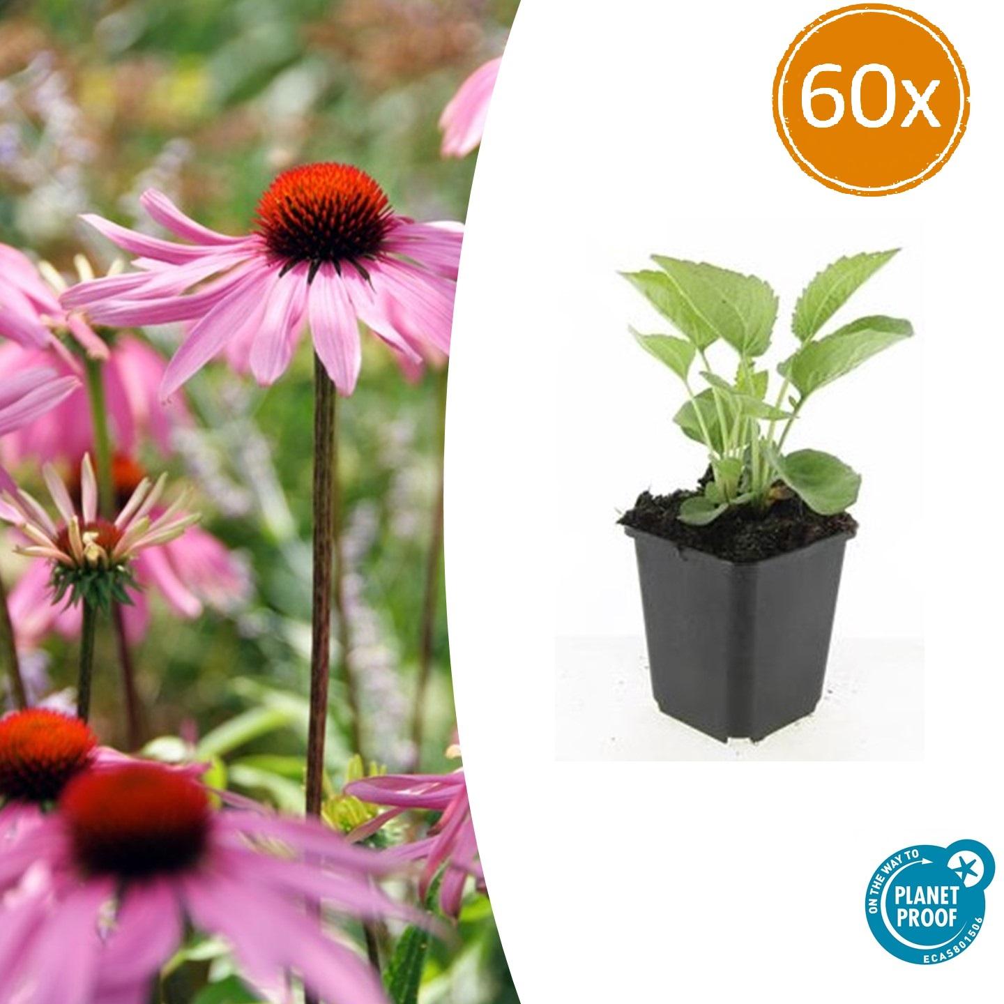 60x Echinacea p. 'Magnus' en pot Ø9cm  Hauteur 10cm. Plante verte type 60x Echinacea p. 'Magnus', livrée en pot, idéale pour intérieur lumineux.