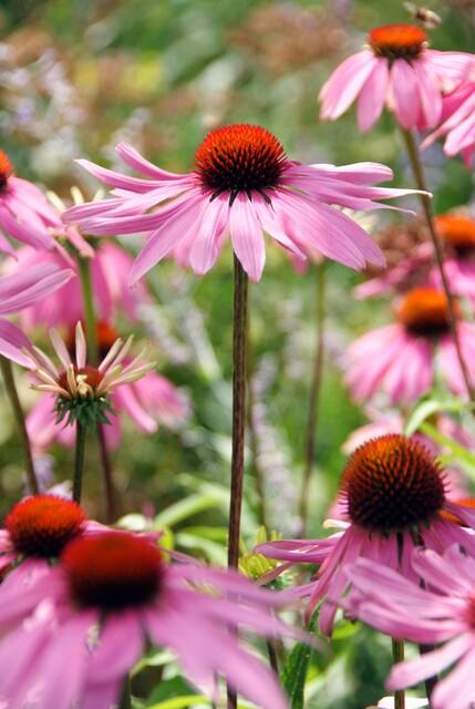 60x Echinacea p. 'Magnus' en pot Ø9cm  Hauteur 10cm. Plante verte type 60x Echinacea p. 'Magnus', livrée en pot, idéale pour intérieur lumineux. – Image 3