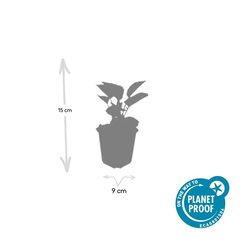 60x Echinacea p. 'Magnus' en pot Ø9cm  Hauteur 10cm. Plante verte type 60x Echinacea p. 'Magnus', livrée en pot, idéale pour intérieur lumineux. – Image 4