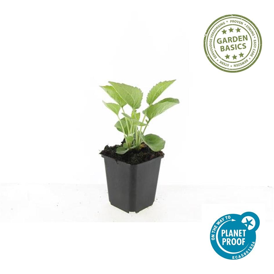 60x Echinacea p. 'Magnus' en pot Ø9cm  Hauteur 10cm. Plante verte type 60x Echinacea p. 'Magnus', livrée en pot, idéale pour intérieur lumineux. – Image 5