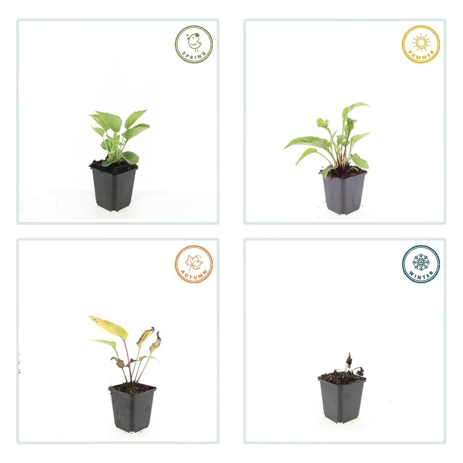 60x Echinacea p. 'Magnus' en pot Ø9cm  Hauteur 10cm. Plante verte type 60x Echinacea p. 'Magnus', livrée en pot, idéale pour intérieur lumineux. – Image 6