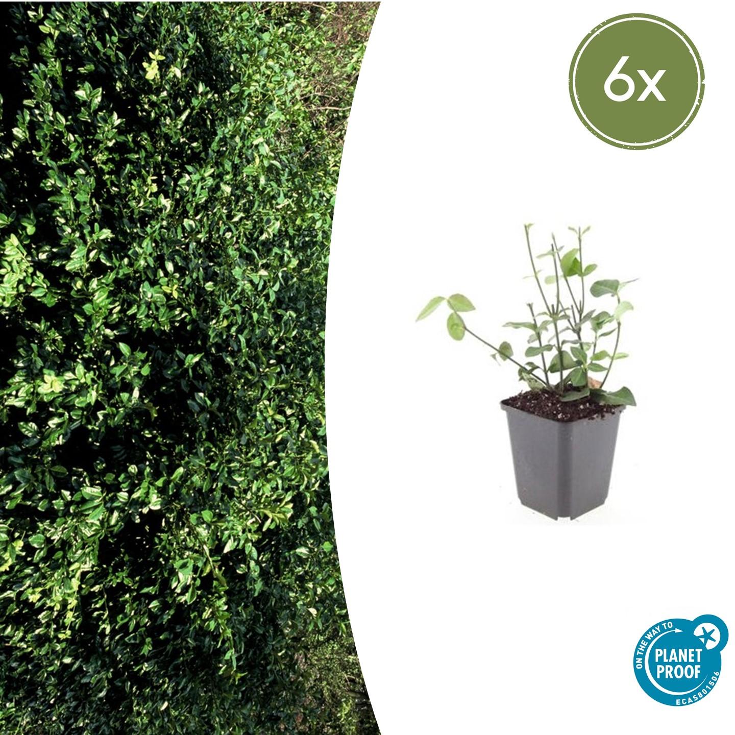 6x Euonymus fort. 'Coloratus' en pot Ø9cm  Hauteur 10cm. Plante verte type 6x Euonymus fort. 'Coloratus', livrée en pot, idéale pour intérieur lumineux.