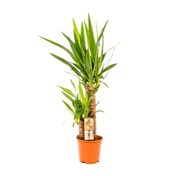 Yucca en pot Ø17cm  Hauteur 90cm. Plante verte type Yucca, livrée en pot, idéale pour intérieur lumineux. – Image 9