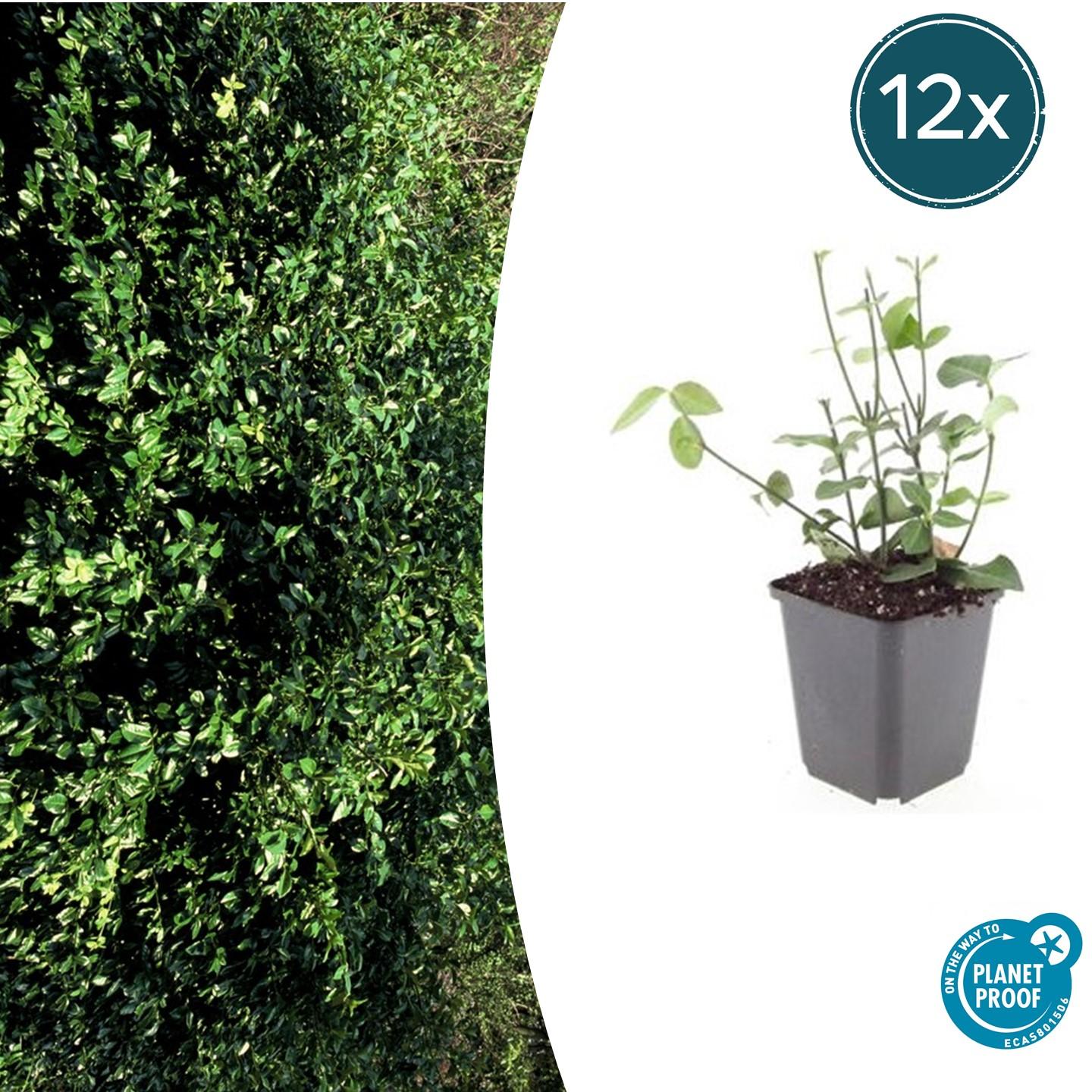 12x Euonymus fort. 'Coloratus' en pot Ø9cm  Hauteur 10cm. Plante verte type 12x Euonymus fort. 'Coloratus', livrée en pot, idéale pour intérieur lumineux.