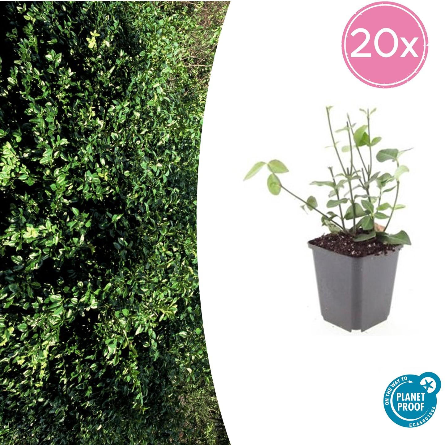 20x Euonymus fort. 'Coloratus' en pot Ø9cm  Hauteur 10cm. Plante verte type 20x Euonymus fort. 'Coloratus', livrée en pot, idéale pour intérieur lumineux.