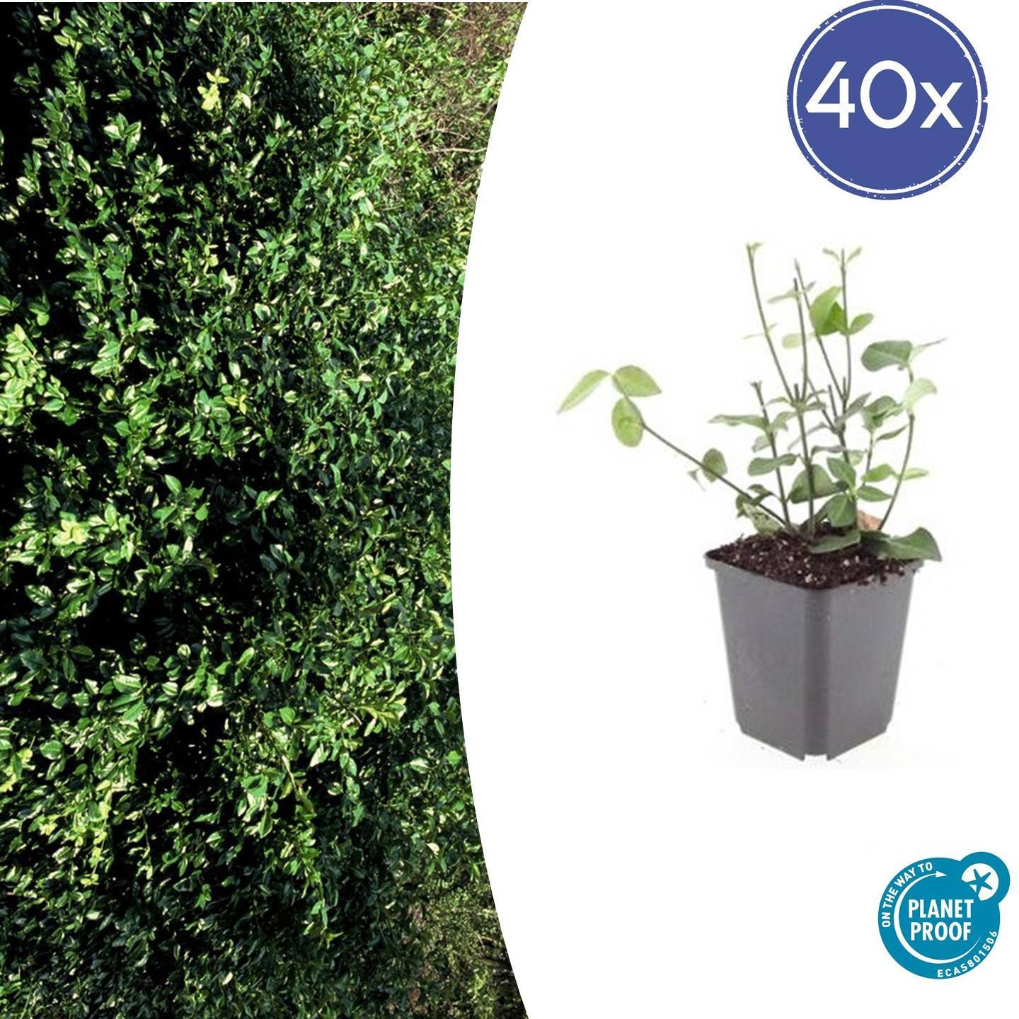40x Euonymus fort. 'Coloratus' en pot Ø9cm  Hauteur 10cm. Plante verte type 40x Euonymus fort. 'Coloratus', livrée en pot, idéale pour intérieur lumineux.