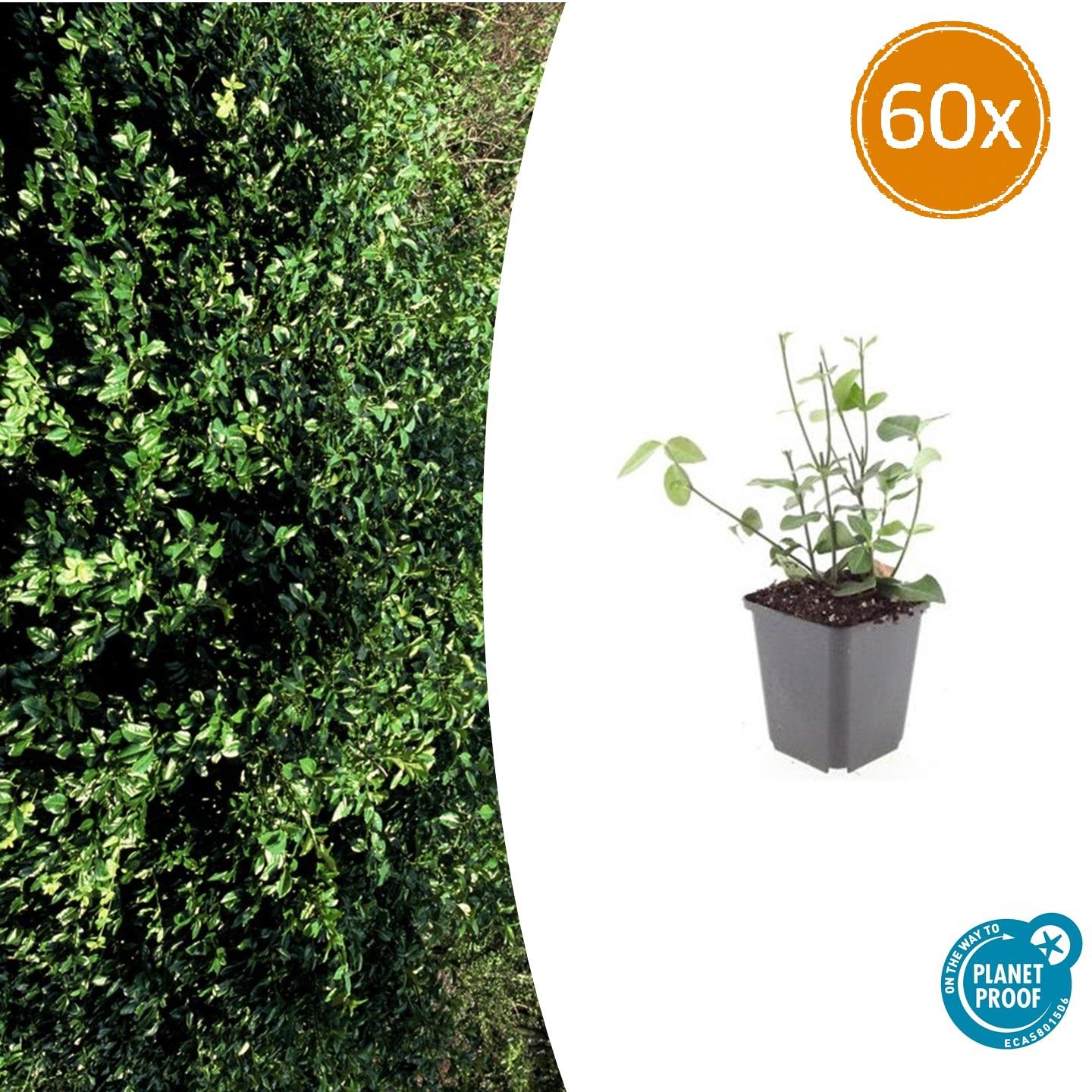 60x Euonymus fort. 'Coloratus' en pot Ø9cm  Hauteur 10cm. Plante verte type 60x Euonymus fort. 'Coloratus', livrée en pot, idéale pour intérieur lumineux.