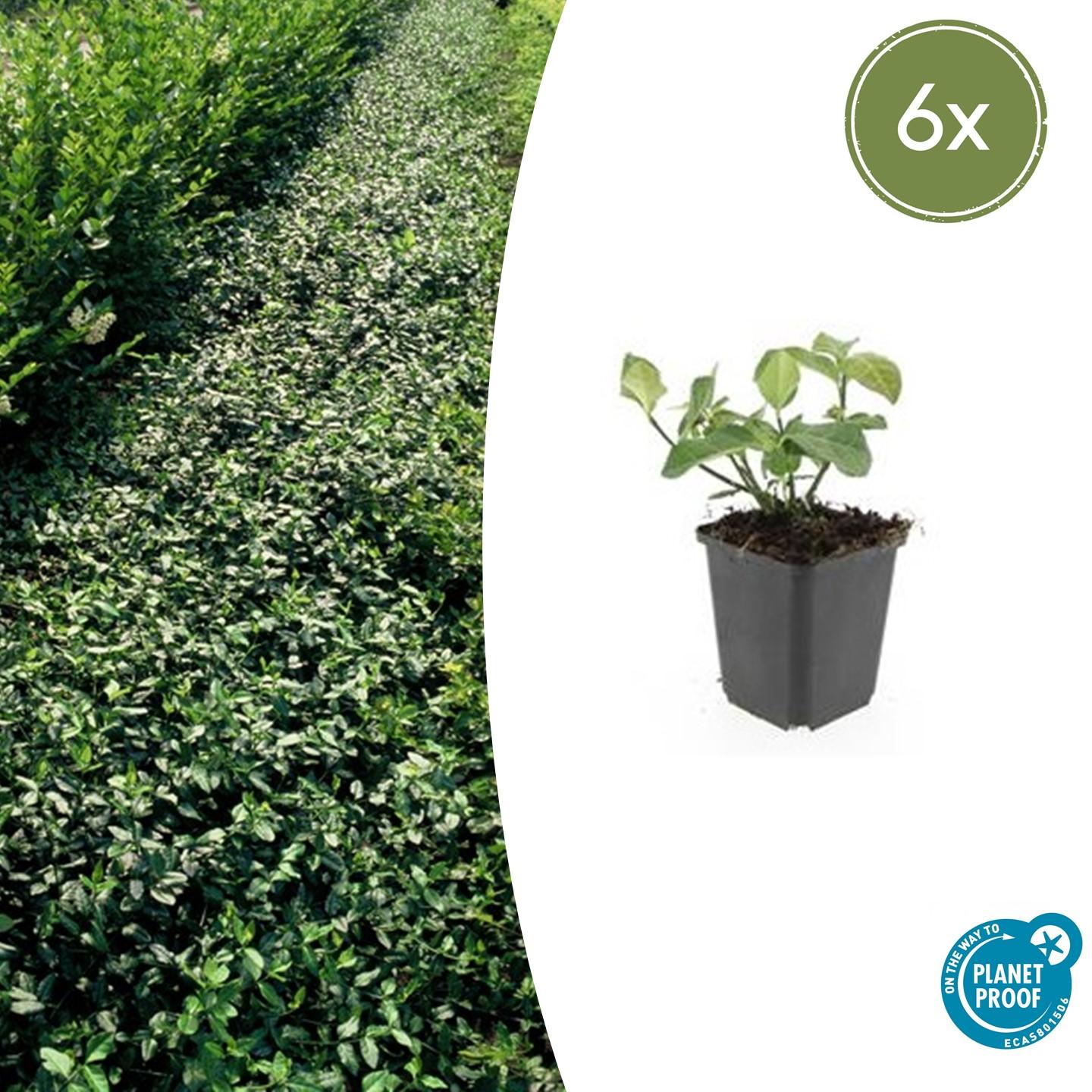 6x Euonymus fort. 'Dart's Blanket' en pot Ø9cm  Hauteur 10cm. Plante verte type 6x Euonymus fort. 'Dart's Blanket', livrée en pot, idéale pour intérieur lumineux.