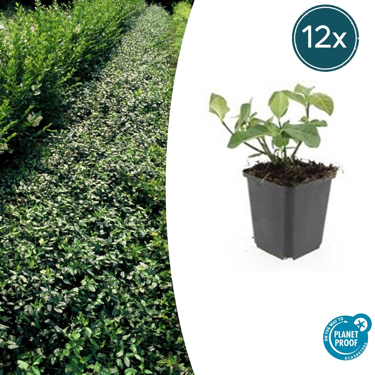 12x Euonymus fort. 'Dart's Blanket' en pot Ø9cm  Hauteur 10cm. Plante verte type 12x Euonymus fort. 'Dart's Blanket', livrée en pot, idéale pour intérieur lumineux.
