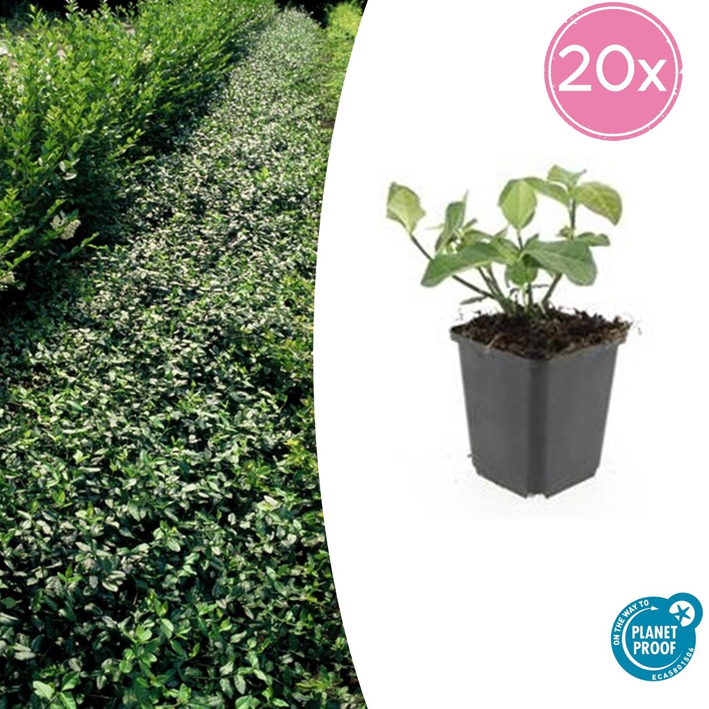 20x Euonymus fort. 'Dart's Blanket' en pot Ø9cm  Hauteur 10cm. Plante verte type 20x Euonymus fort. 'Dart's Blanket', livrée en pot, idéale pour intérieur lumineux.
