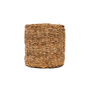 Mand Ido en pot. Plante verte type Mand Ido, livrée en pot, idéale pour intérieur lumineux.