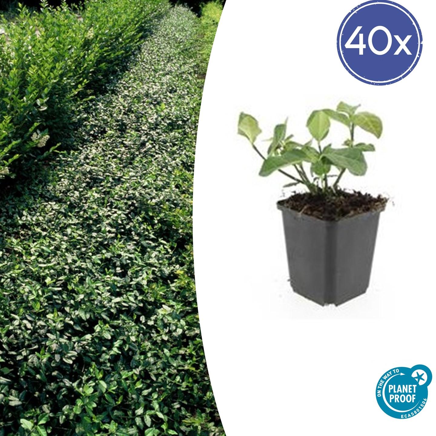 40x Euonymus fort. 'Dart's Blanket' en pot Ø9cm  Hauteur 10cm. Plante verte type 40x Euonymus fort. 'Dart's Blanket', livrée en pot, idéale pour intérieur lumineux.