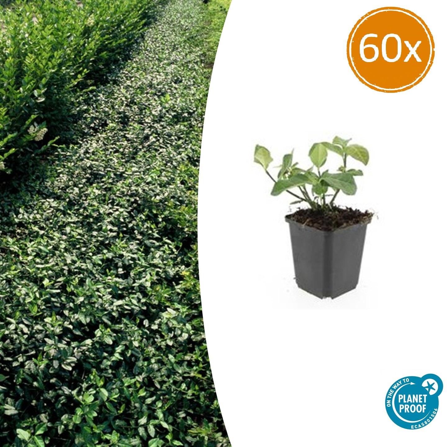 60x Euonymus fort. 'Dart's Blanket' en pot Ø9cm  Hauteur 10cm. Plante verte type 60x Euonymus fort. 'Dart's Blanket', livrée en pot, idéale pour intérieur lumineux.