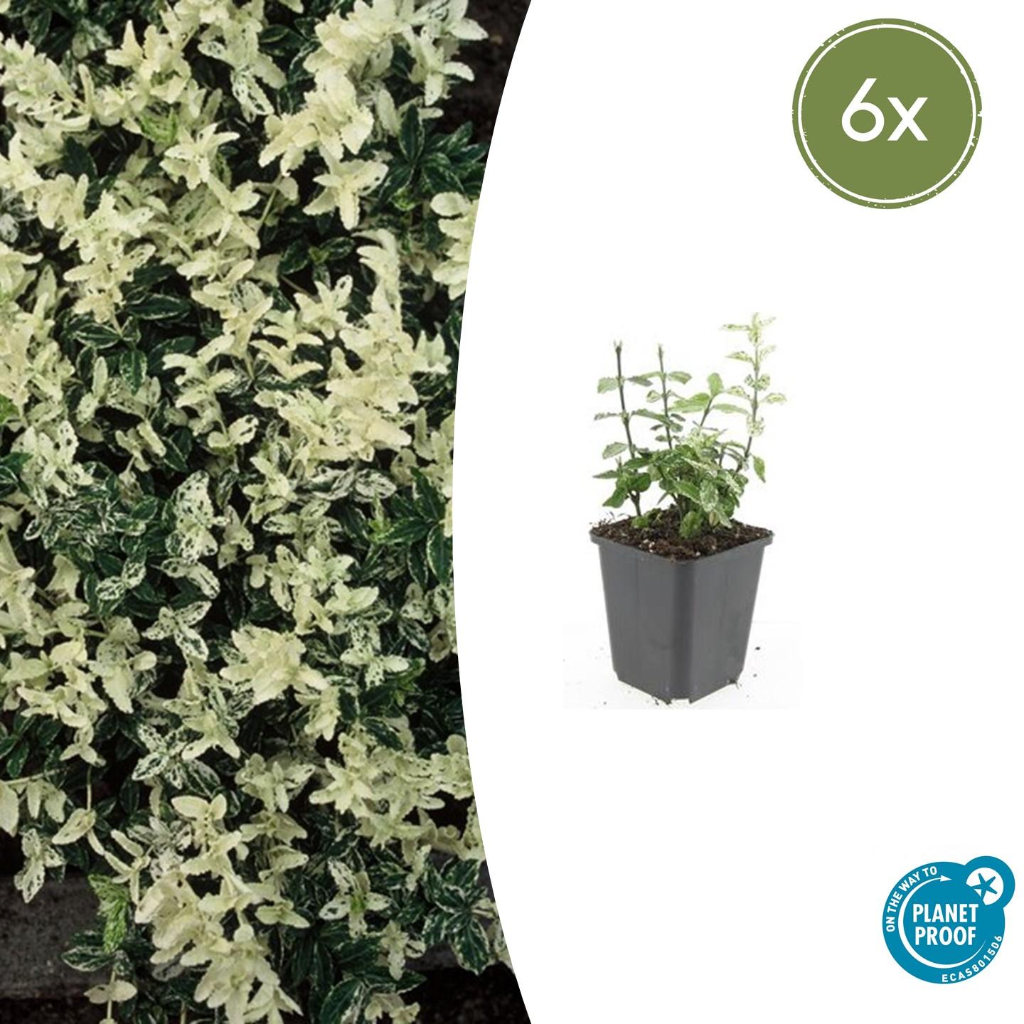 6x Euonymus fort. 'Harlequin' en pot Ø9cm  Hauteur 10cm. Plante verte type 6x Euonymus fort. 'Harlequin', livrée en pot, idéale pour intérieur lumineux.