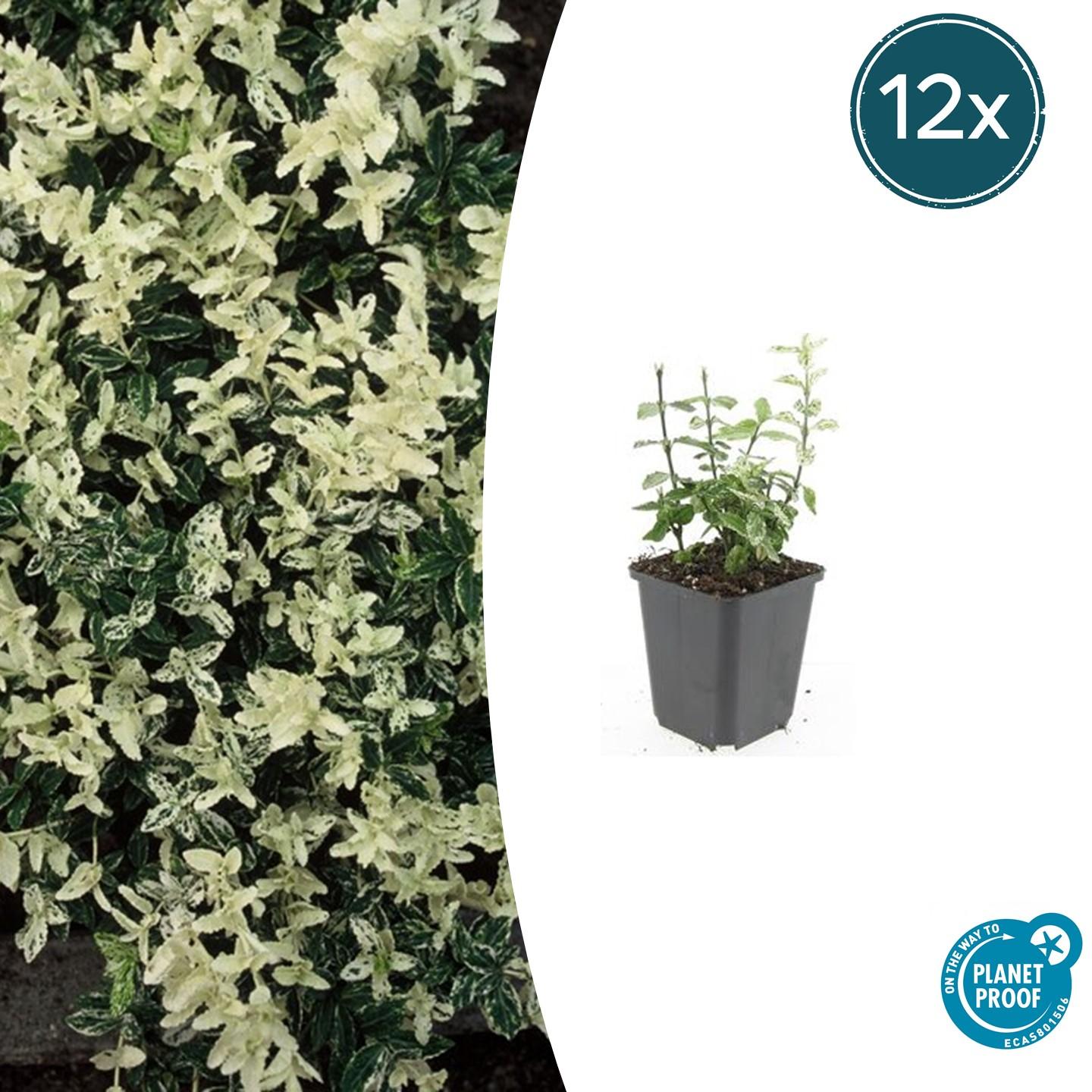 12x Euonymus fort. 'Harlequin' en pot Ø9cm  Hauteur 10cm. Plante verte type 12x Euonymus fort. 'Harlequin', livrée en pot, idéale pour intérieur lumineux.