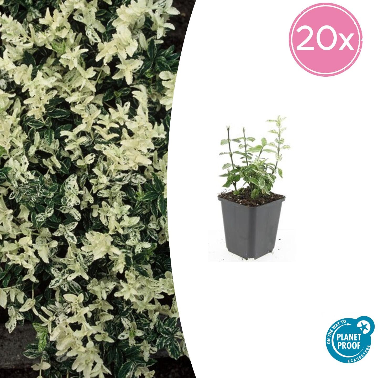 20x Euonymus fort. 'Harlequin' en pot Ø9cm  Hauteur 10cm. Plante verte type 20x Euonymus fort. 'Harlequin', livrée en pot, idéale pour intérieur lumineux.