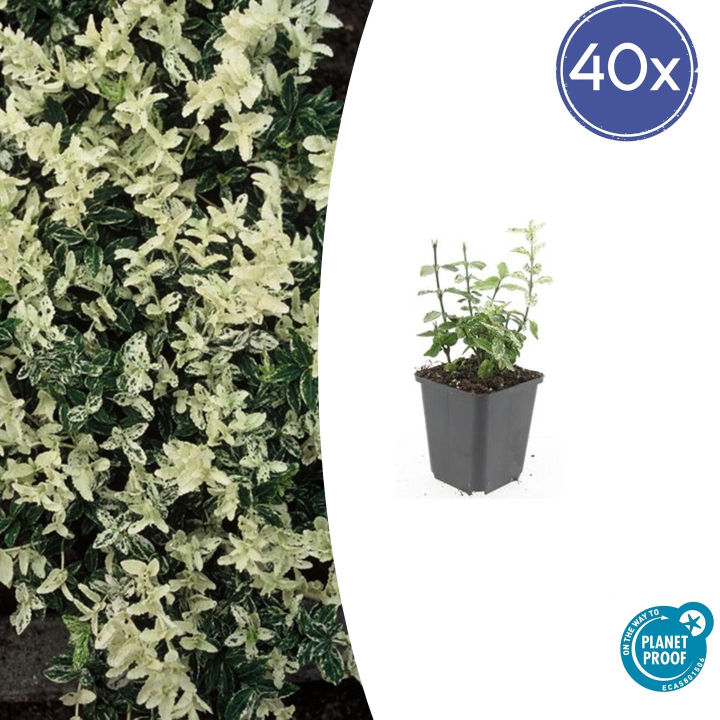 40x Euonymus fort. 'Harlequin' en pot Ø9cm  Hauteur 10cm. Plante verte type 40x Euonymus fort. 'Harlequin', livrée en pot, idéale pour intérieur lumineux.