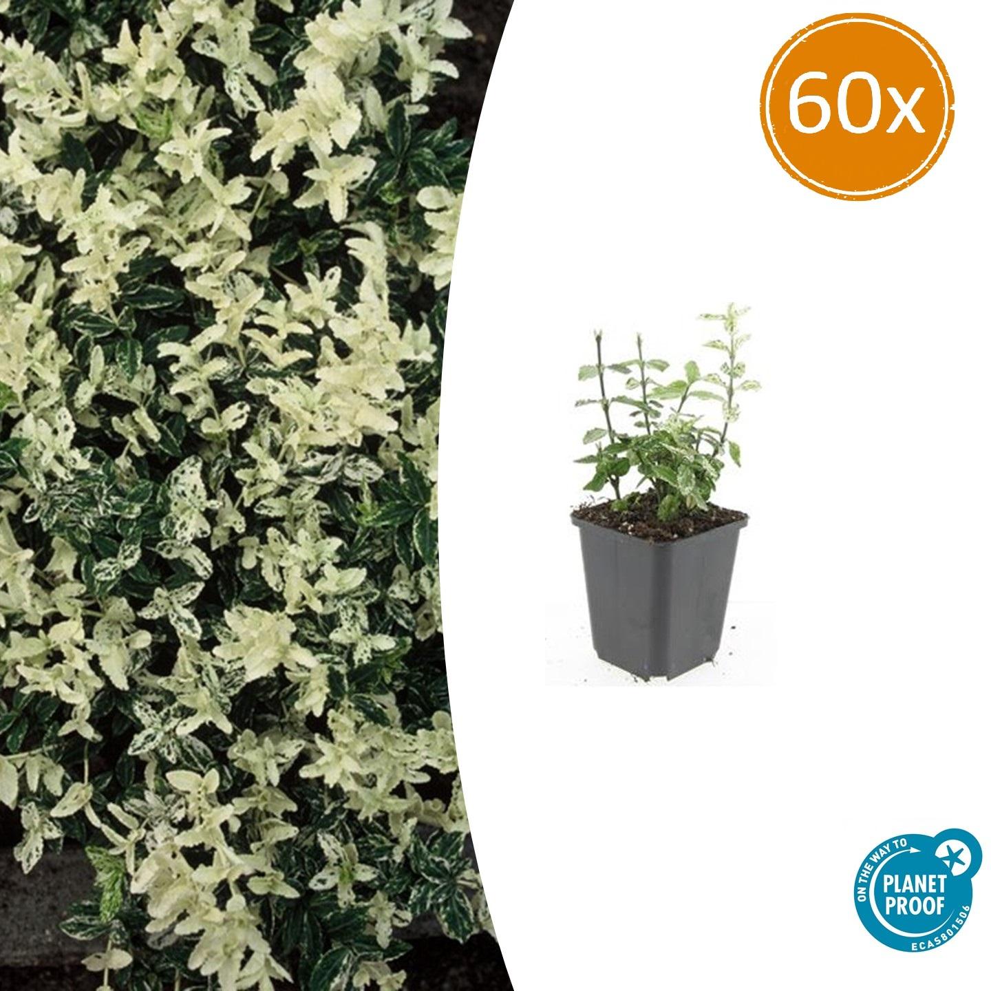 60x Euonymus fort. 'Harlequin' en pot Ø9cm  Hauteur 10cm. Plante verte type 60x Euonymus fort. 'Harlequin', livrée en pot, idéale pour intérieur lumineux.