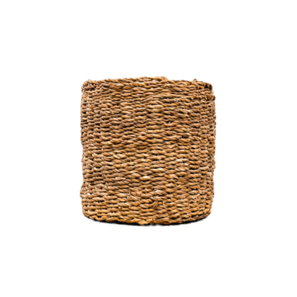 Mand Ido en pot. Plante verte type Mand Ido, livrée en pot, idéale pour intérieur lumineux.