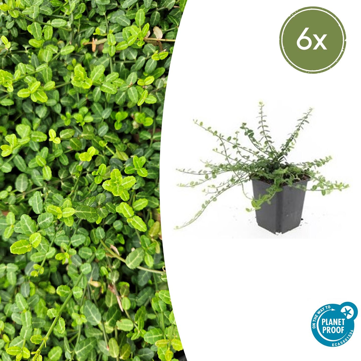 6x Euonymus fort. 'Minimus' en pot Ø9cm  Hauteur 10cm. Plante verte type 6x Euonymus fort. 'Minimus', livrée en pot, idéale pour intérieur lumineux.
