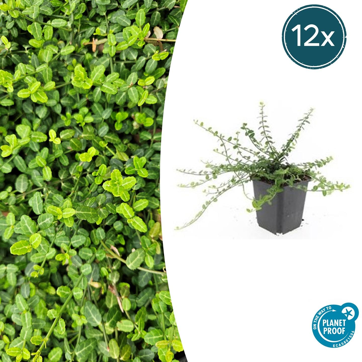 12x Euonymus fort. 'Minimus' en pot Ø9cm  Hauteur 10cm. Plante verte type 12x Euonymus fort. 'Minimus', livrée en pot, idéale pour intérieur lumineux.