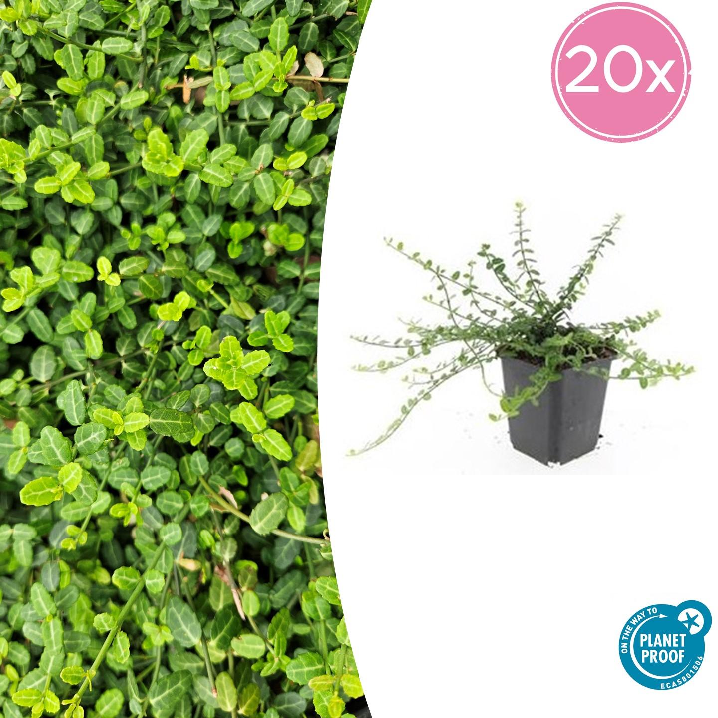 20x Euonymus fort. 'Minimus' en pot Ø9cm  Hauteur 10cm. Plante verte type 20x Euonymus fort. 'Minimus', livrée en pot, idéale pour intérieur lumineux.