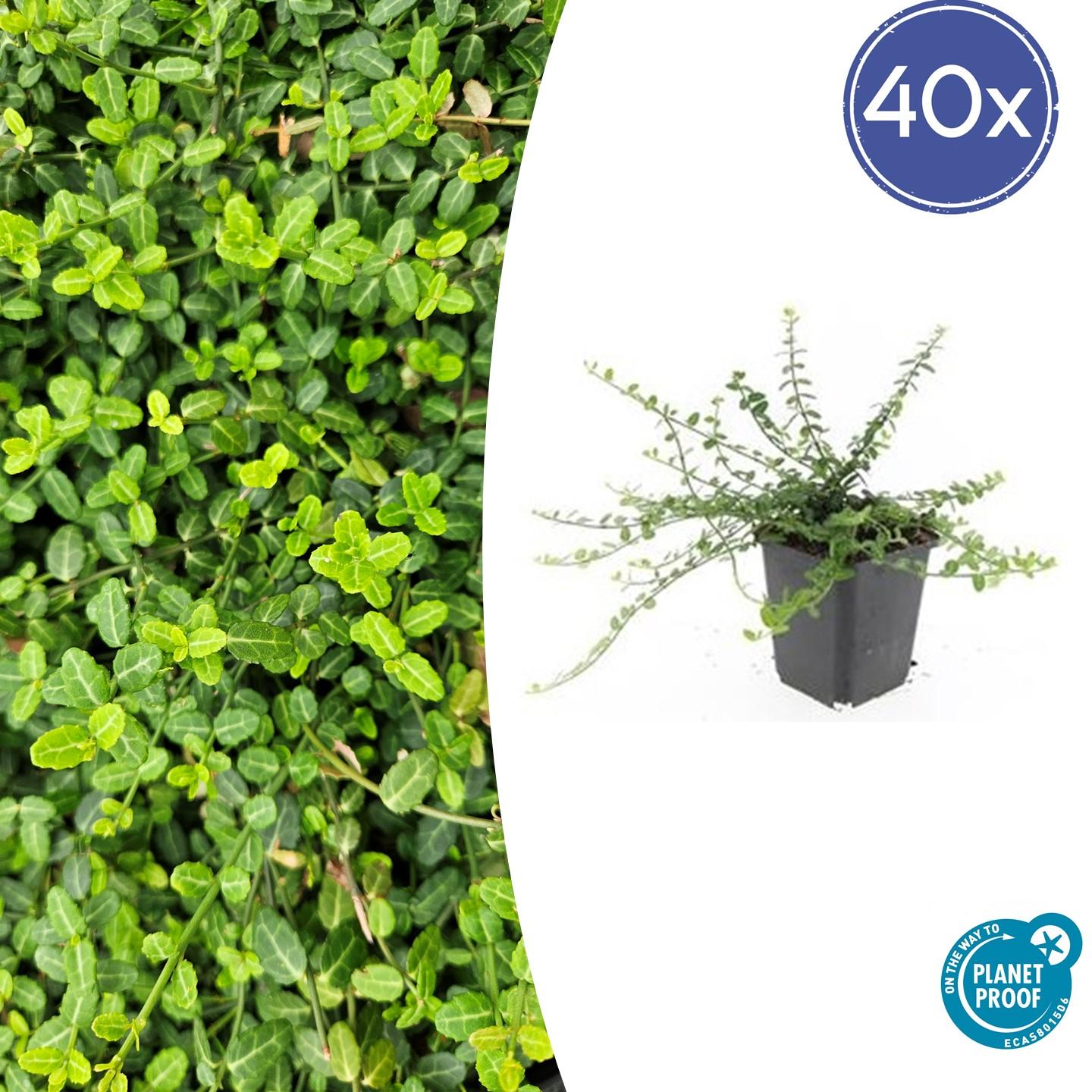 40x Euonymus fort. 'Minimus' en pot Ø9cm  Hauteur 10cm. Plante verte type 40x Euonymus fort. 'Minimus', livrée en pot, idéale pour intérieur lumineux.