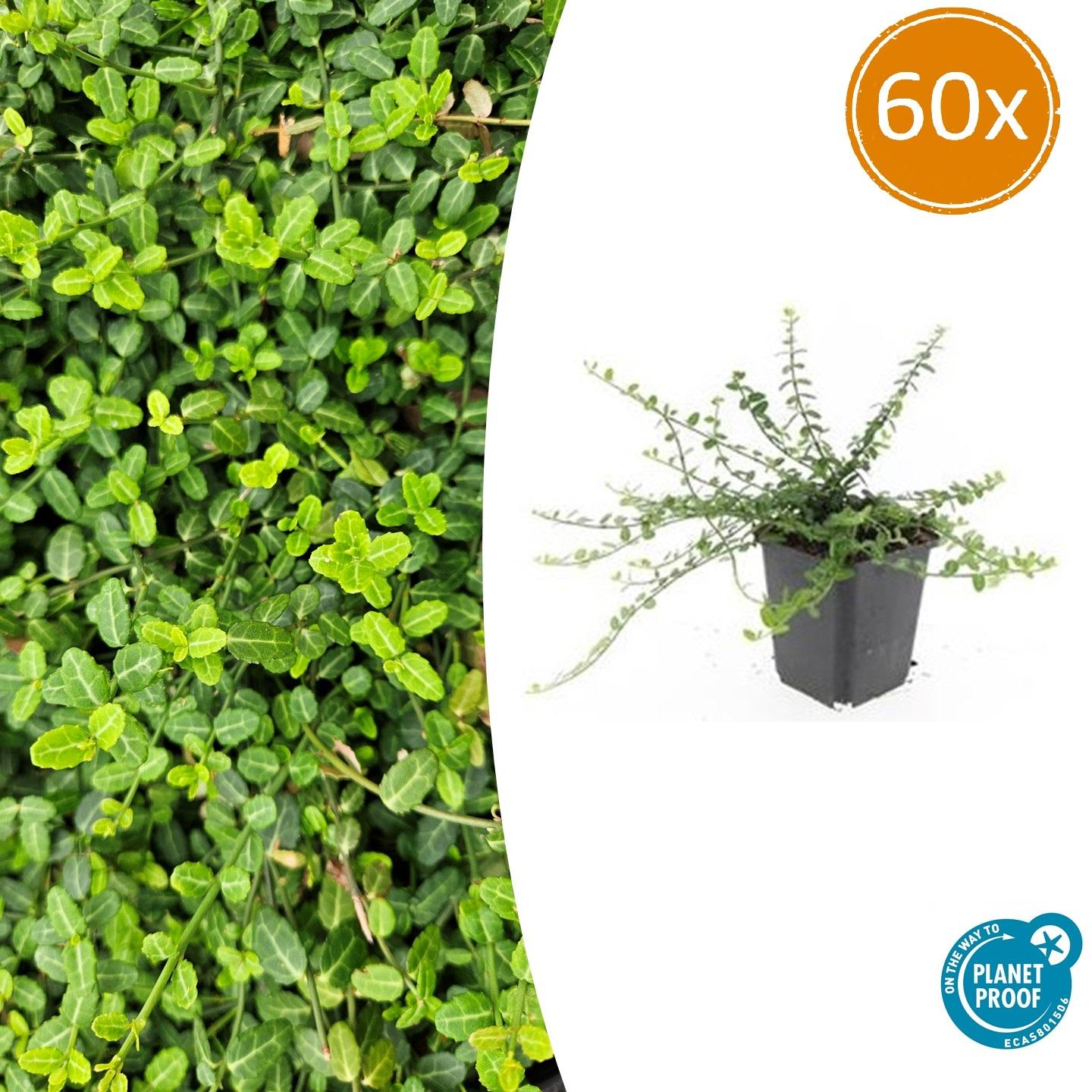 60x Euonymus fort. 'Minimus' en pot Ø9cm  Hauteur 10cm. Plante verte type 60x Euonymus fort. 'Minimus', livrée en pot, idéale pour intérieur lumineux.