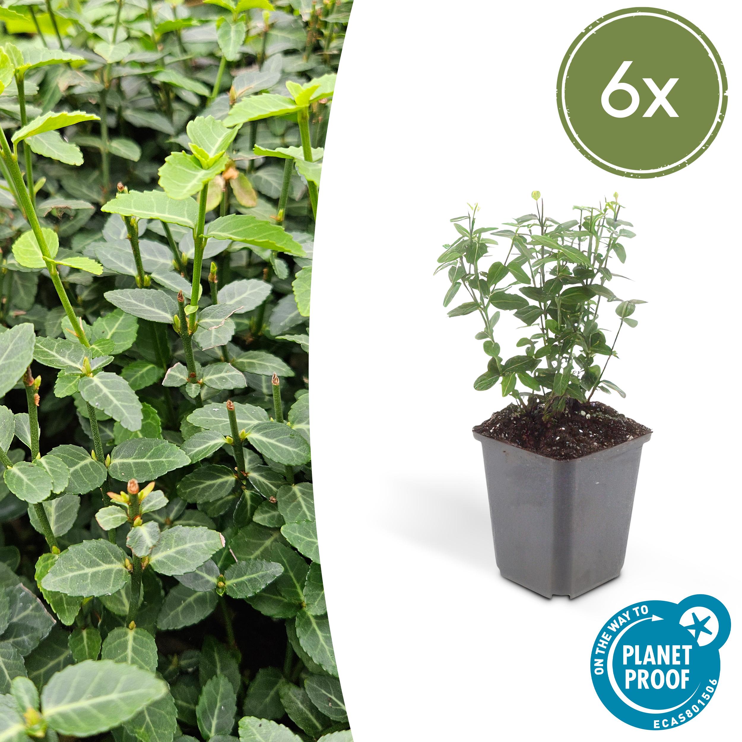 6x Euonymus fortunei radicans en pot Ø9cm  Hauteur 10cm. Plante verte type 6x Euonymus fortunei radicans, livrée en pot, idéale pour intérieur lumineux.
