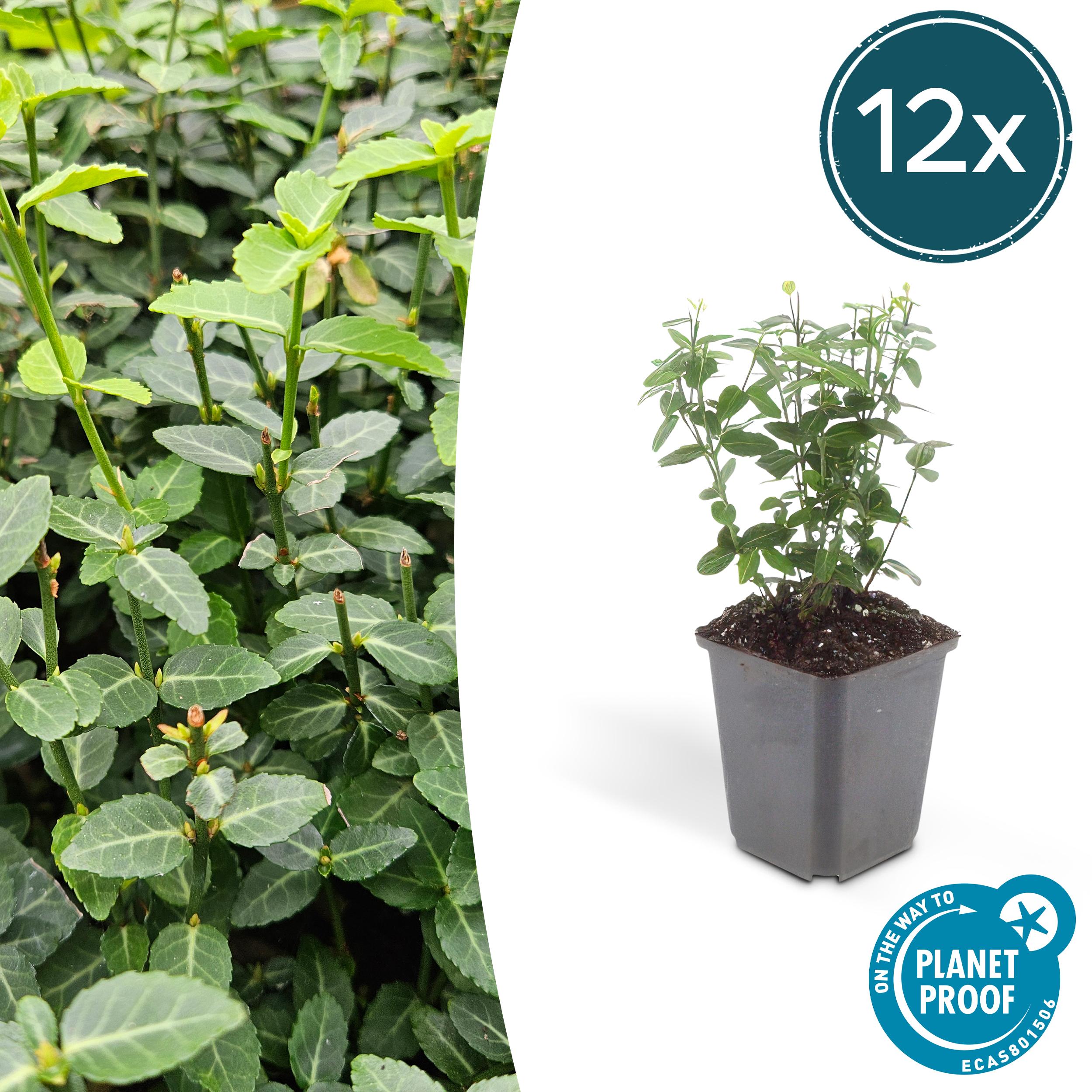 12x Euonymus fortunei radicans en pot Ø9cm  Hauteur 10cm. Plante verte type 12x Euonymus fortunei radicans, livrée en pot, idéale pour intérieur lumineux.