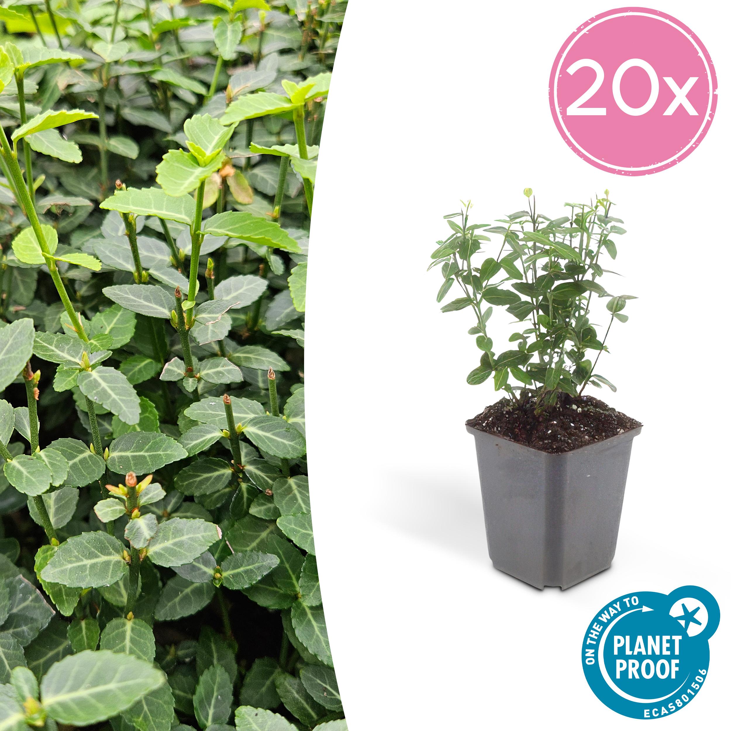 20x Euonymus fortunei radicans en pot Ø9cm  Hauteur 10cm. Plante verte type 20x Euonymus fortunei radicans, livrée en pot, idéale pour intérieur lumineux.