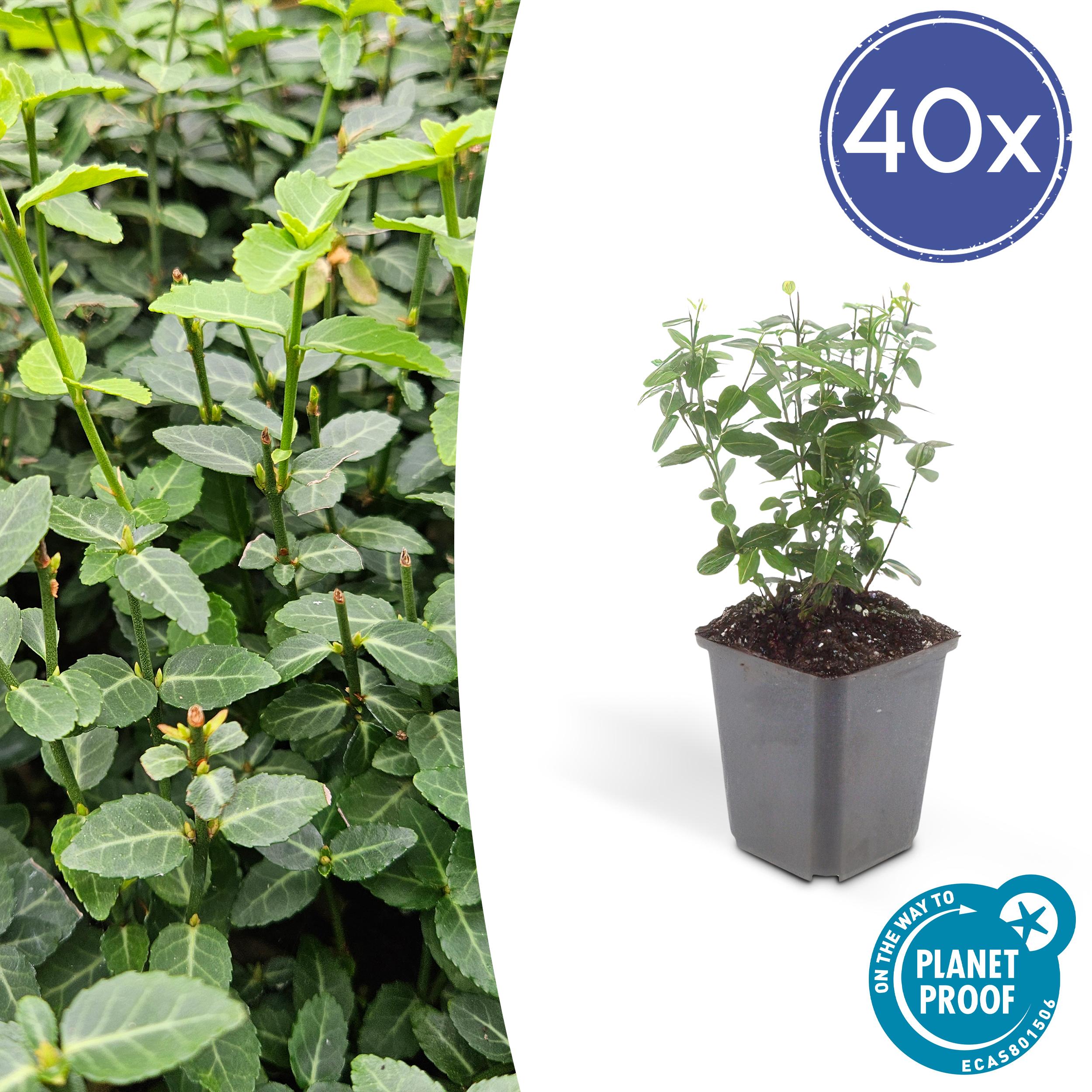 40x Euonymus fortunei radicans en pot Ø9cm  Hauteur 10cm. Plante verte type 40x Euonymus fortunei radicans, livrée en pot, idéale pour intérieur lumineux.