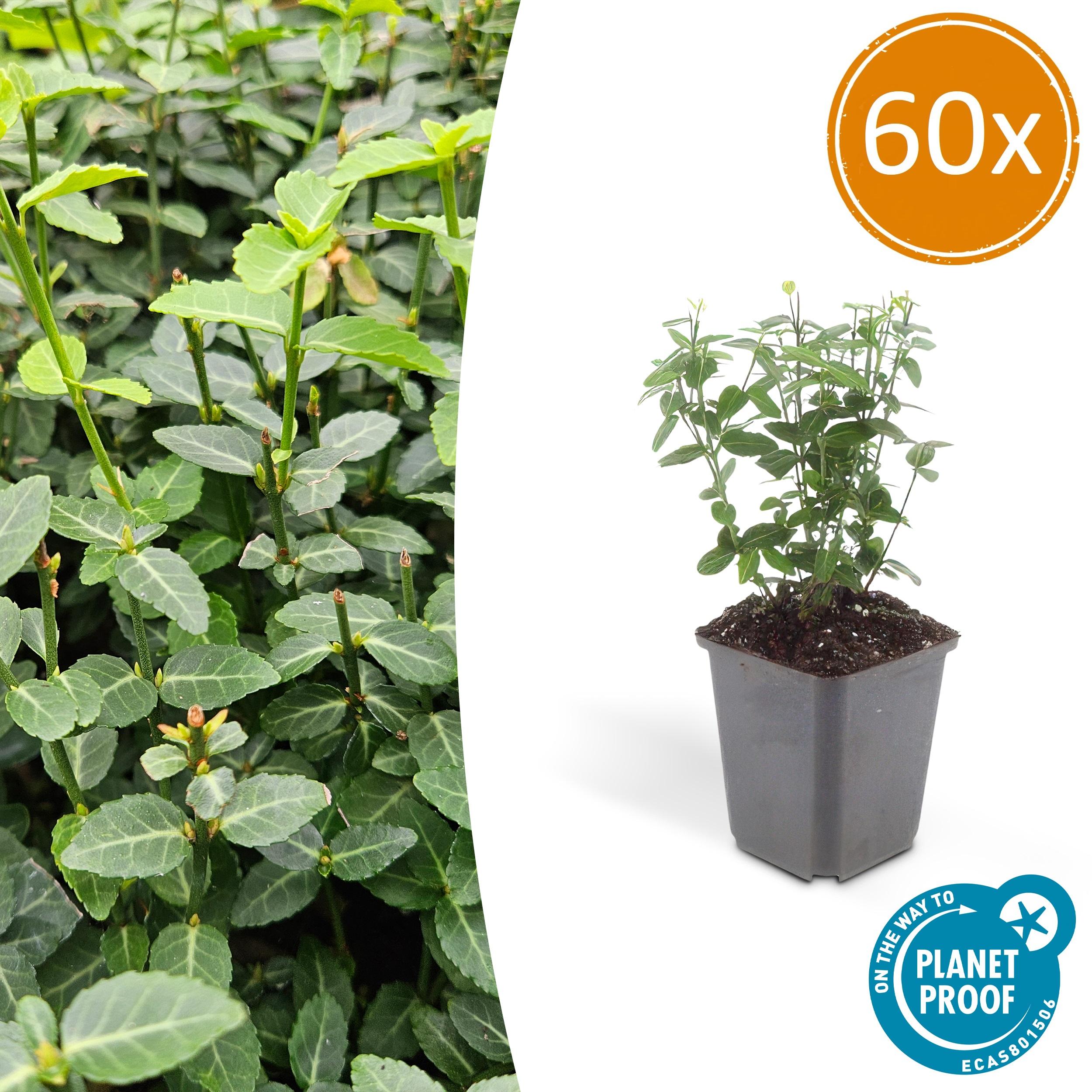 60x Euonymus fortunei radicans en pot Ø9cm  Hauteur 10cm. Plante verte type 60x Euonymus fortunei radicans, livrée en pot, idéale pour intérieur lumineux.