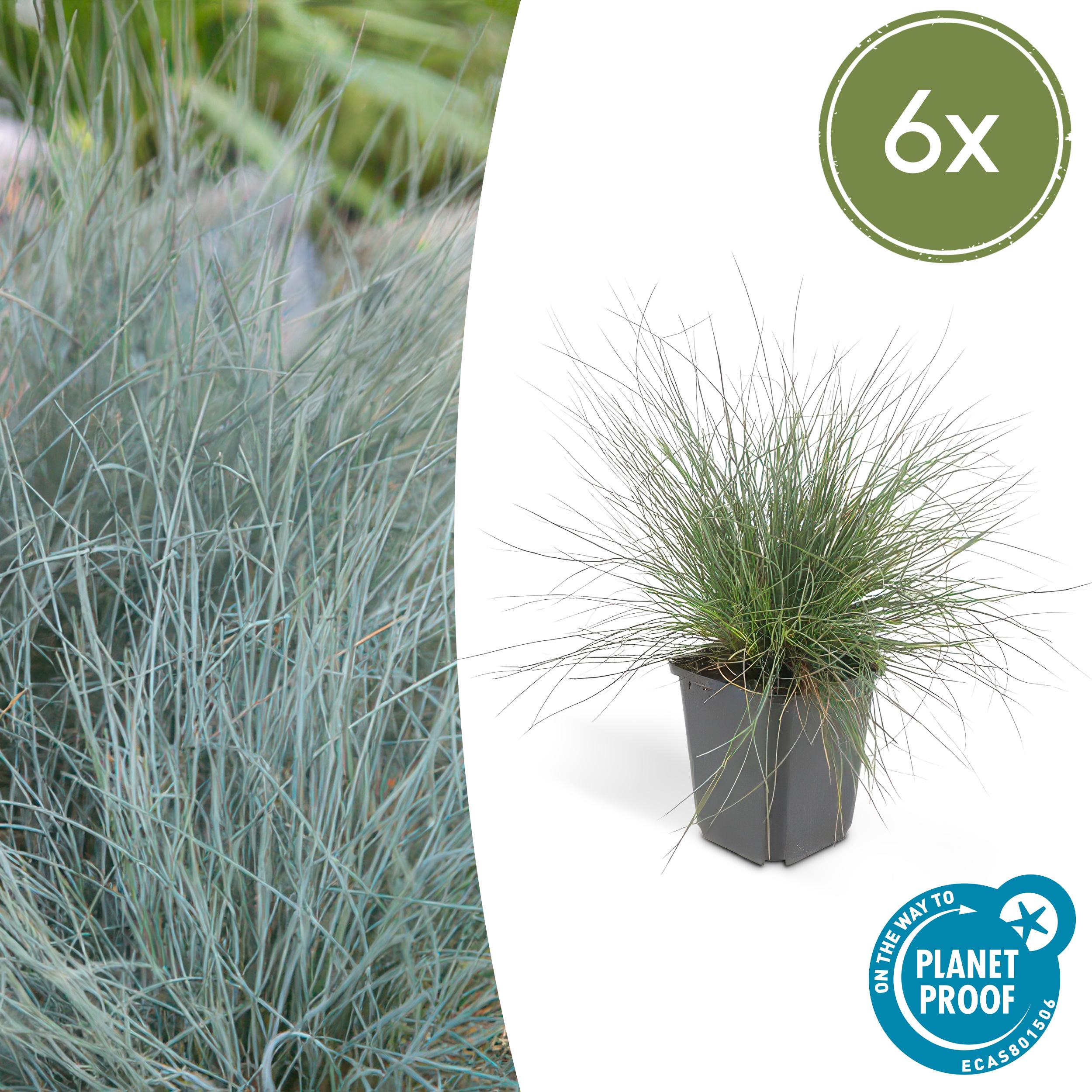6x Festuca glauca 'Elijah Bleu' en pot Ø9cm  Hauteur 10cm. Plante verte type 6x Festuca glauca 'Elijah Bleu', livrée en pot, idéale pour intérieur lumineux.