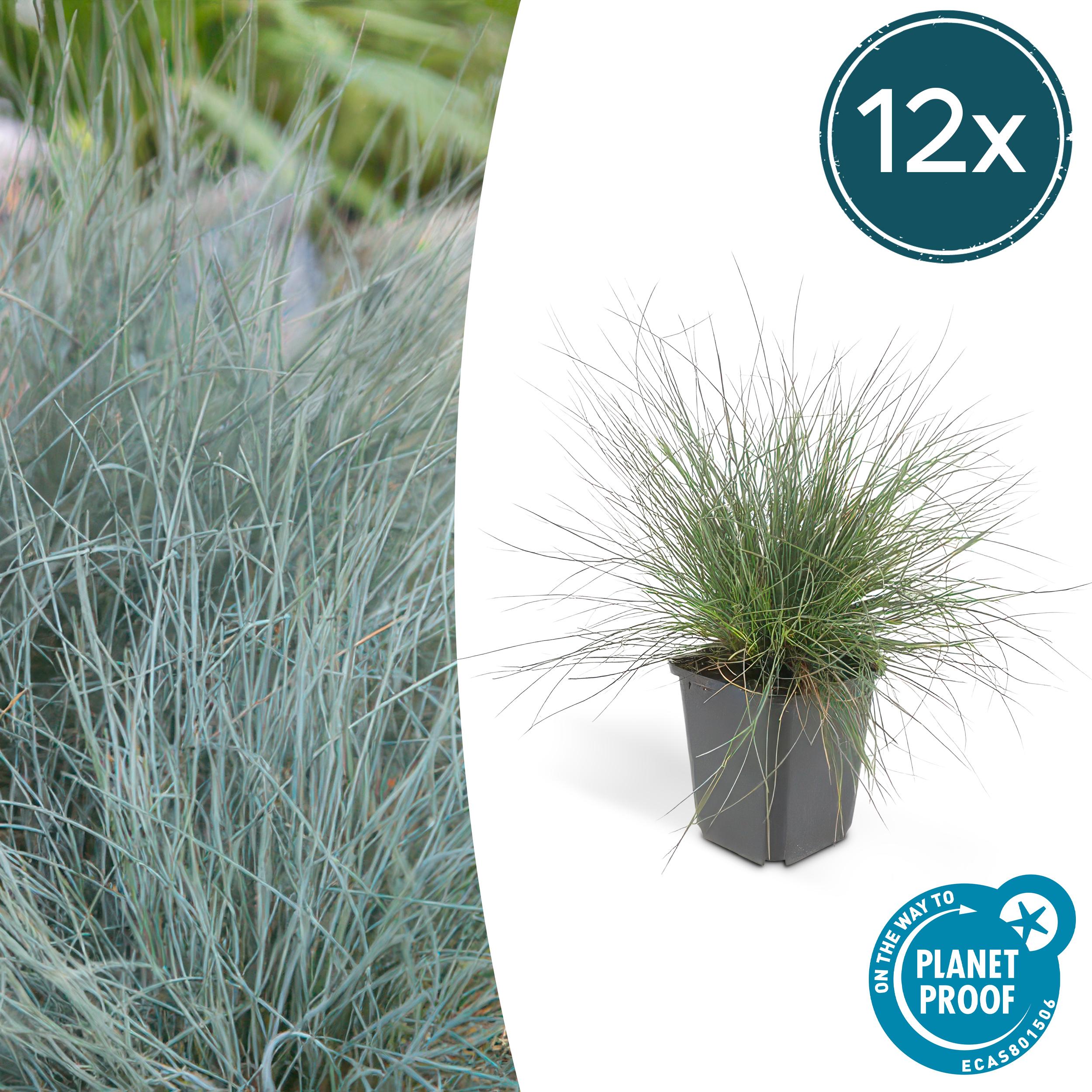 12x Festuca glauca 'Elijah Bleu' en pot Ø9cm  Hauteur 10cm. Plante verte type 12x Festuca glauca 'Elijah Bleu', livrée en pot, idéale pour intérieur lumineux.