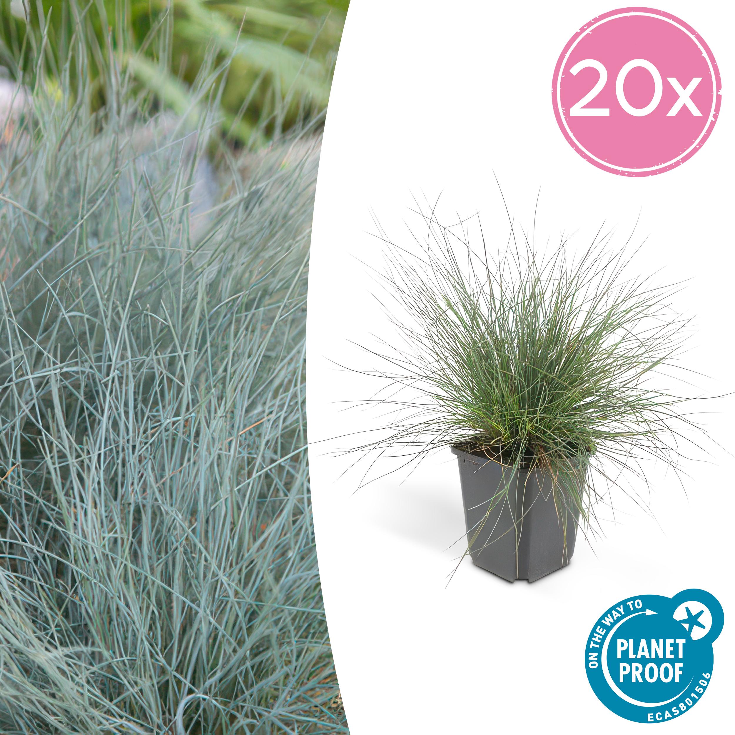 20x Festuca glauca 'Elijah Bleu' en pot Ø9cm  Hauteur 10cm. Plante verte type 20x Festuca glauca 'Elijah Bleu', livrée en pot, idéale pour intérieur lumineux.