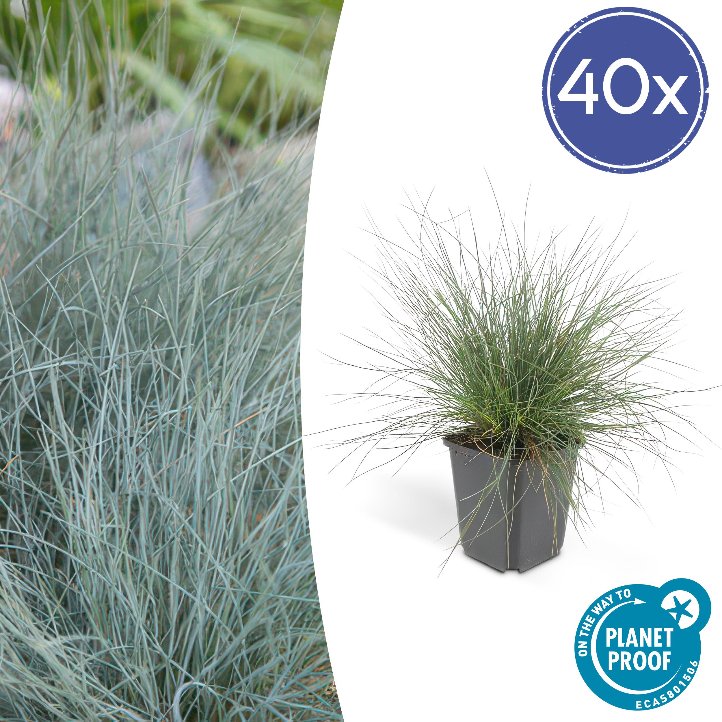 40x Festuca glauca 'Elijah Bleu' en pot Ø9cm  Hauteur 10cm. Plante verte type 40x Festuca glauca 'Elijah Bleu', livrée en pot, idéale pour intérieur lumineux.