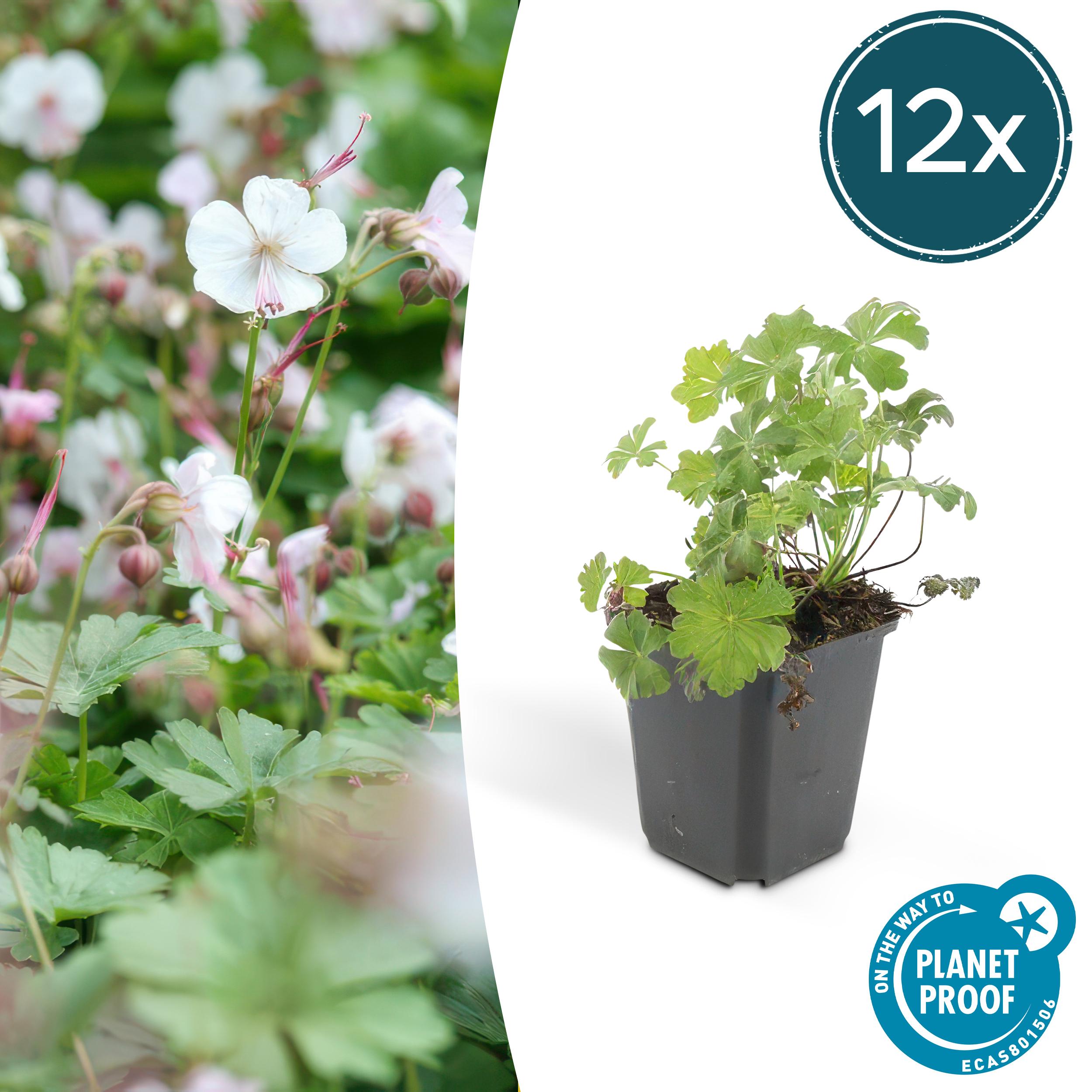 12x Geranium cant. 'Biokovo' en pot Ø9cm  Hauteur 10cm. Plante verte type 12x Geranium cant. 'Biokovo', livrée en pot, idéale pour intérieur lumineux.