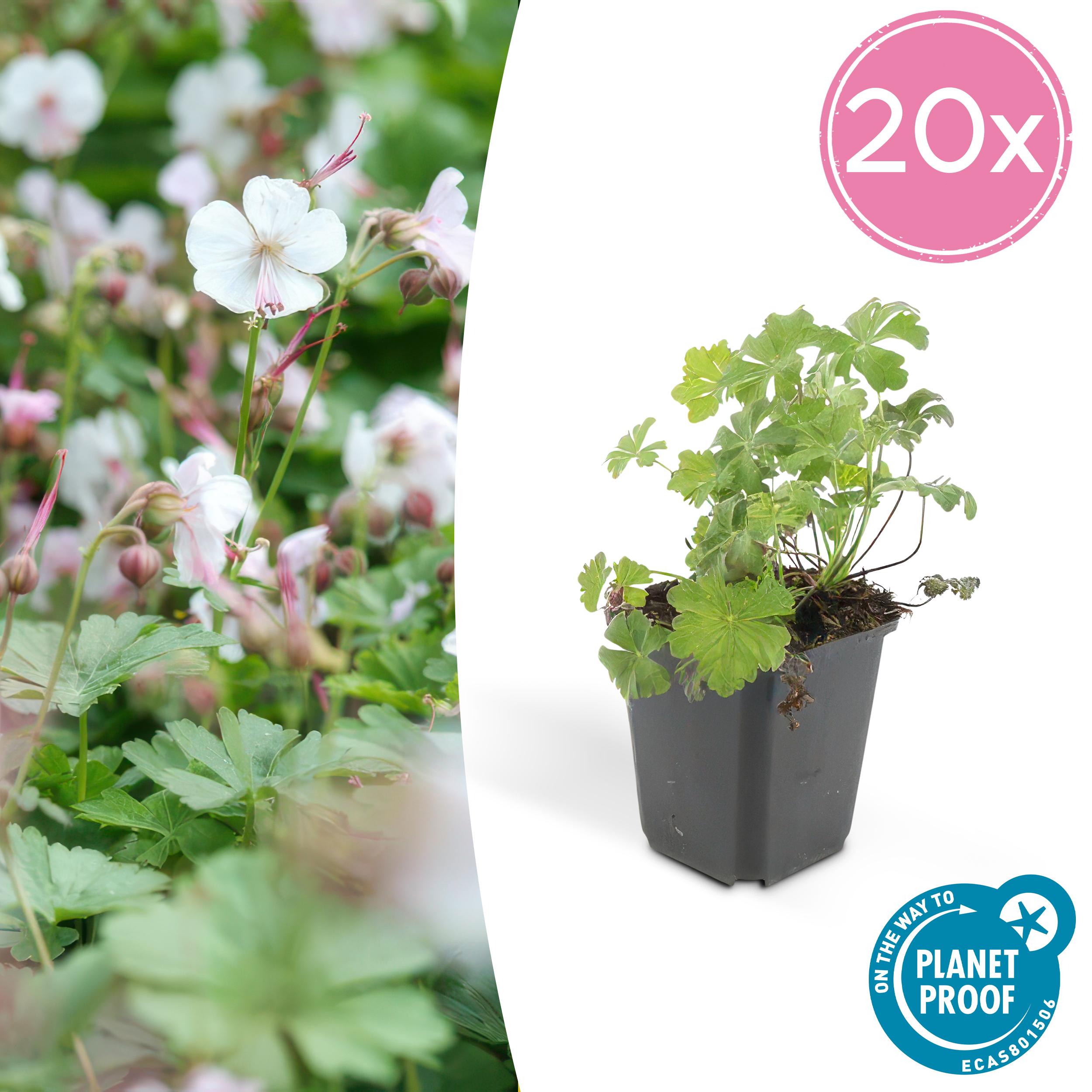 20x Geranium cant. 'Biokovo' en pot Ø9cm  Hauteur 10cm. Plante verte type 20x Geranium cant. 'Biokovo', livrée en pot, idéale pour intérieur lumineux.