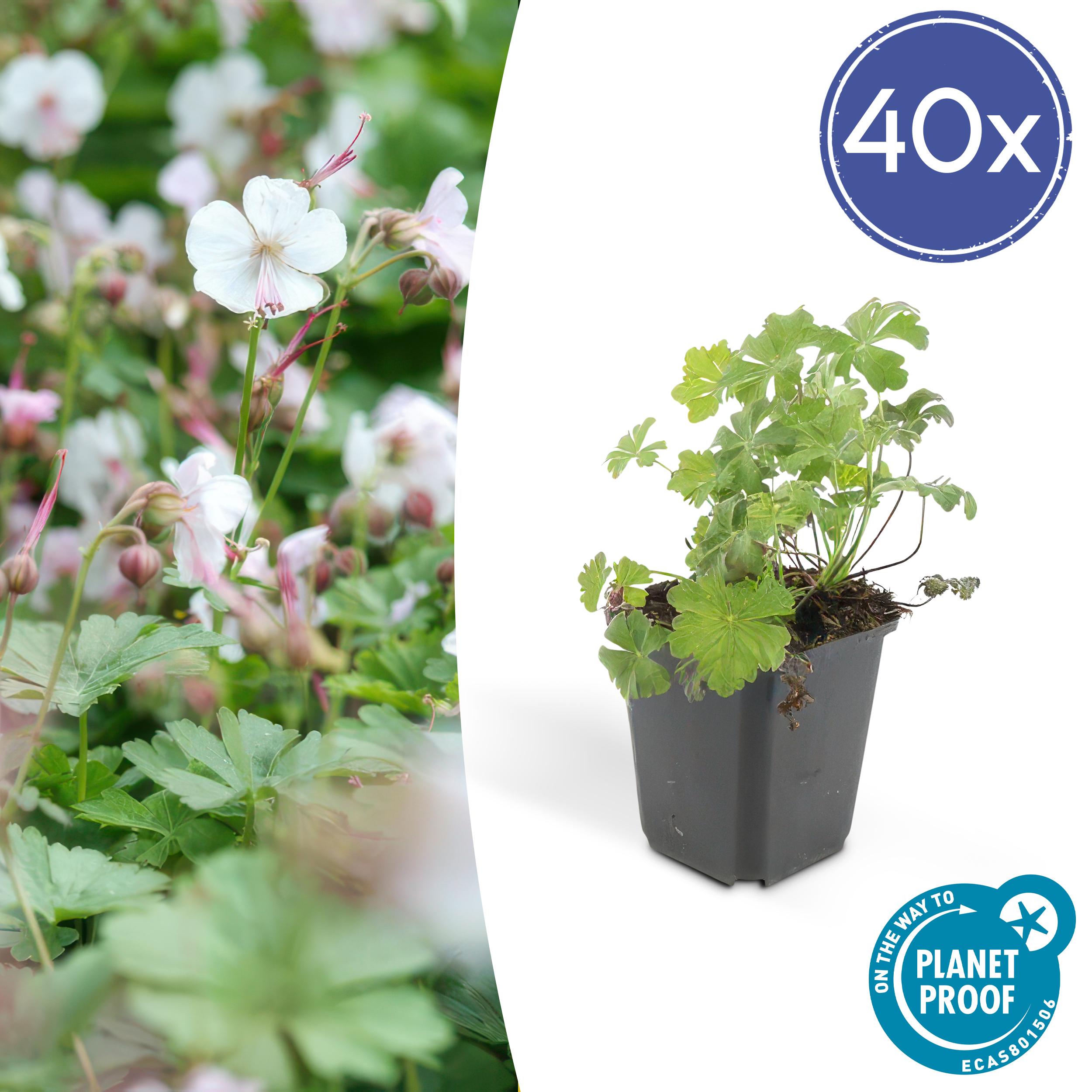 40x Geranium cant. 'Biokovo' en pot Ø9cm  Hauteur 10cm. Plante verte type 40x Geranium cant. 'Biokovo', livrée en pot, idéale pour intérieur lumineux.