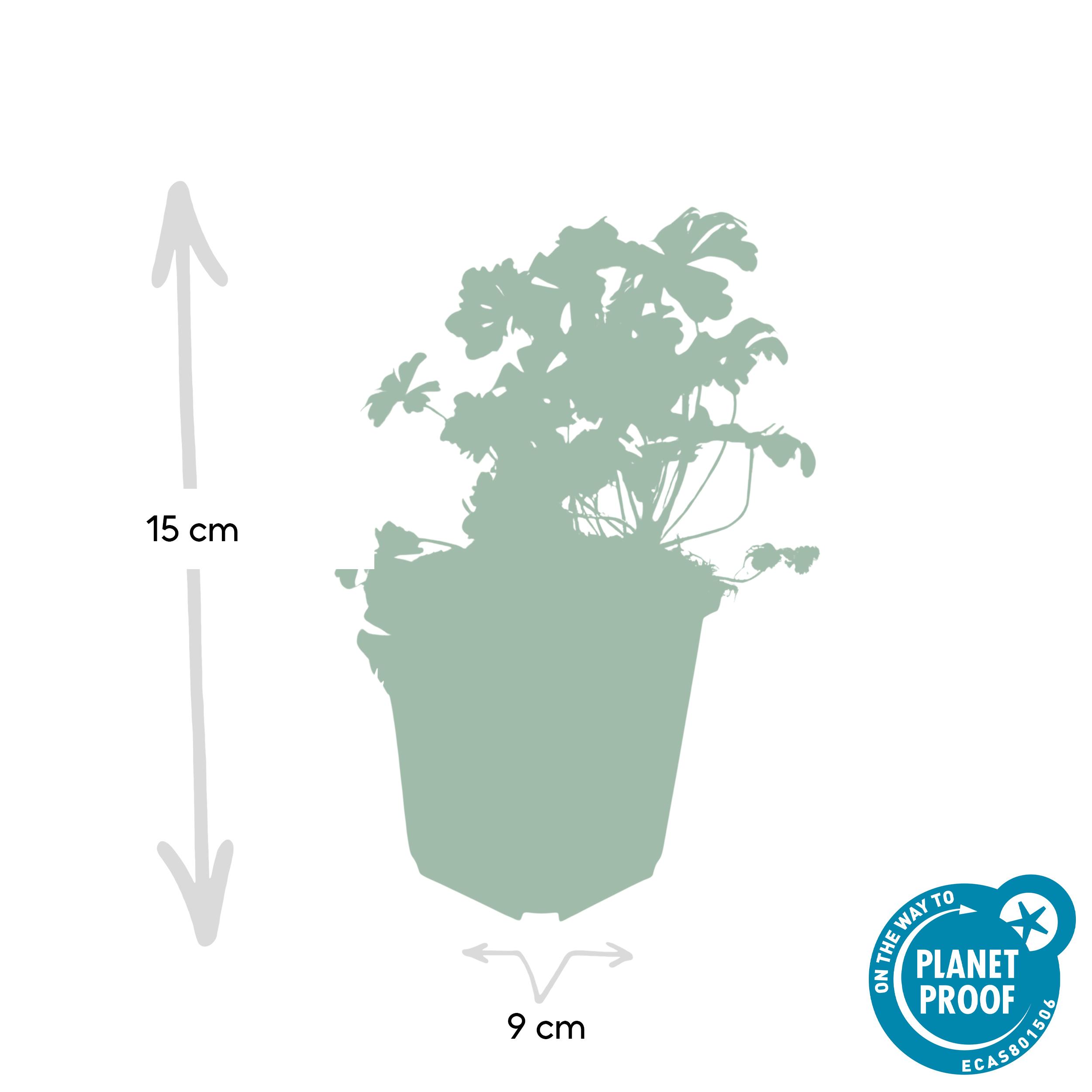 40x Geranium cant. 'Biokovo' en pot Ø9cm  Hauteur 10cm. Plante verte type 40x Geranium cant. 'Biokovo', livrée en pot, idéale pour intérieur lumineux. – Image 2
