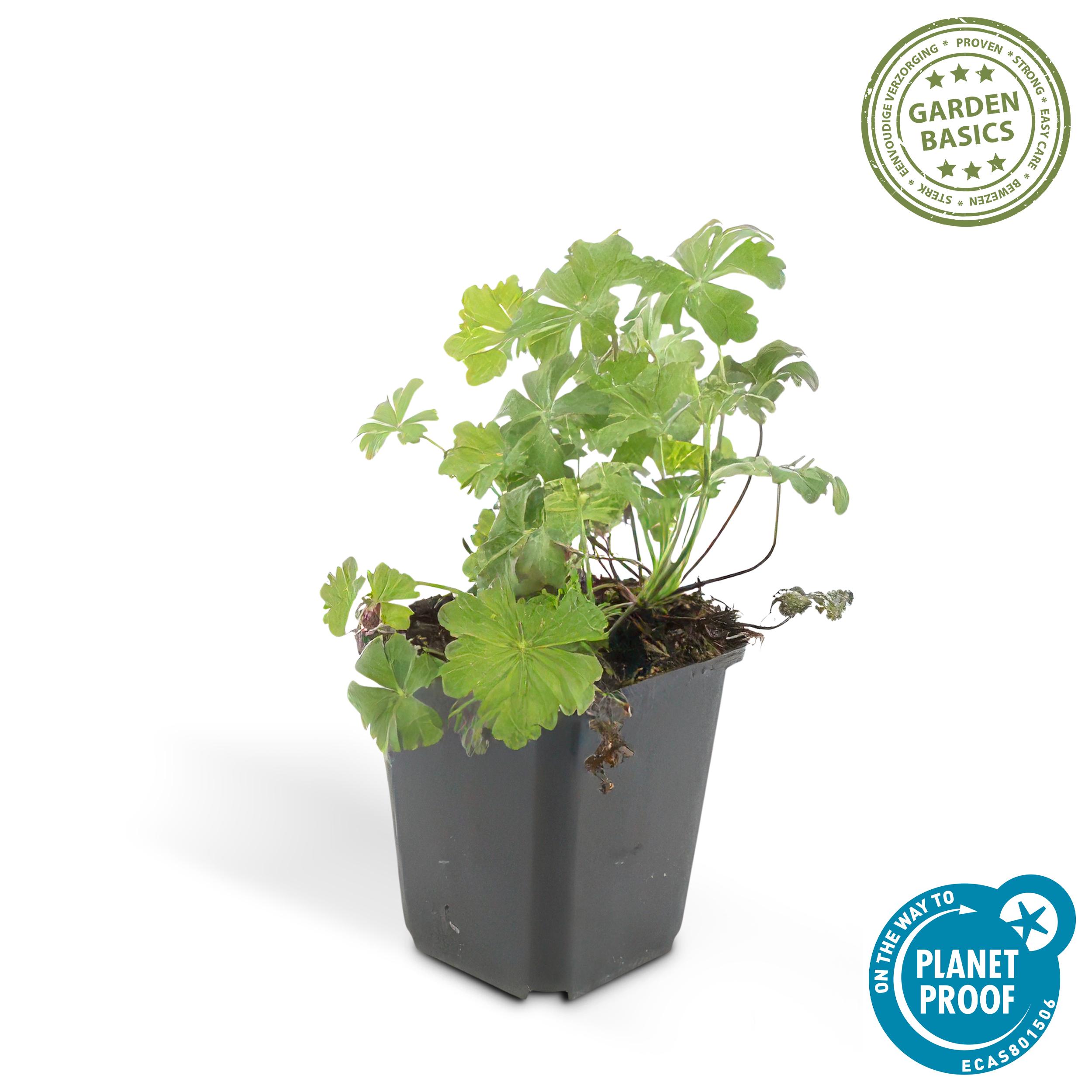 40x Geranium cant. 'Biokovo' en pot Ø9cm  Hauteur 10cm. Plante verte type 40x Geranium cant. 'Biokovo', livrée en pot, idéale pour intérieur lumineux. – Image 3