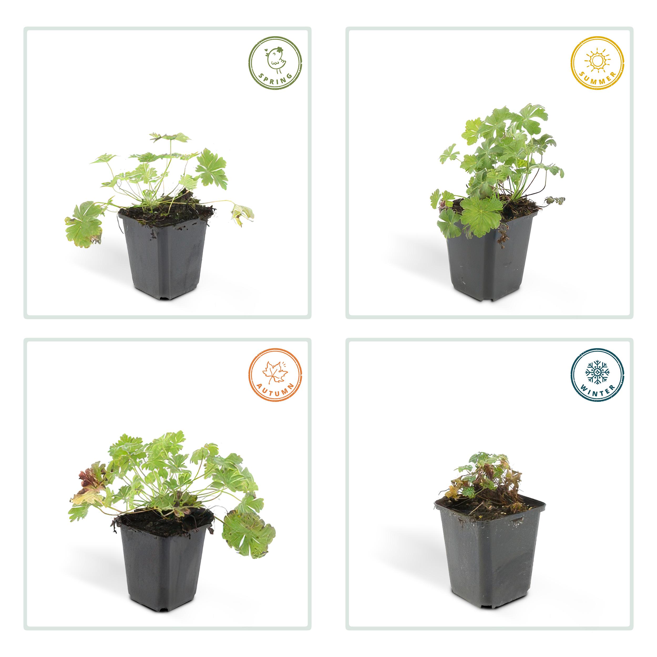 40x Geranium cant. 'Biokovo' en pot Ø9cm  Hauteur 10cm. Plante verte type 40x Geranium cant. 'Biokovo', livrée en pot, idéale pour intérieur lumineux. – Image 4